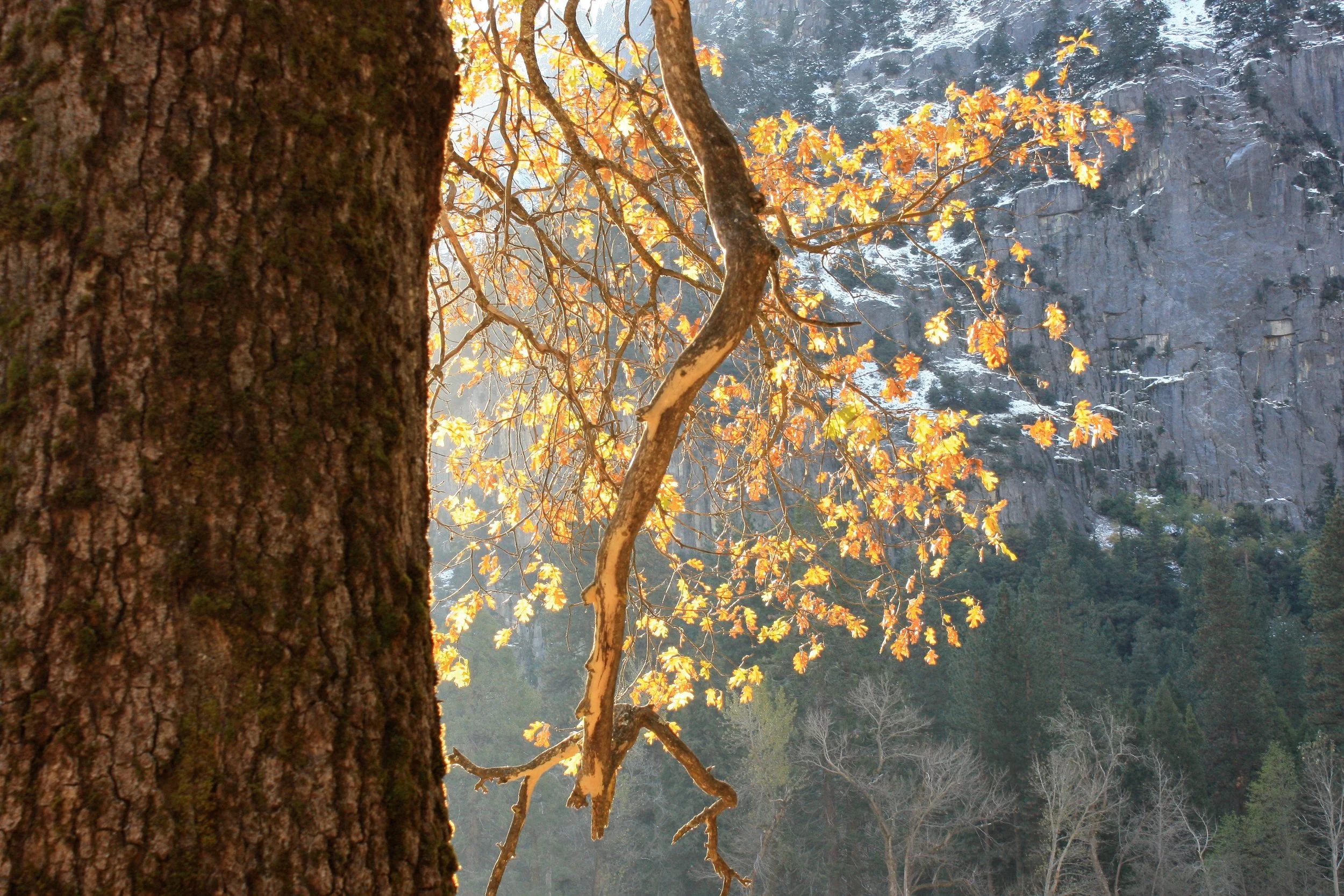 Yosemite National Park