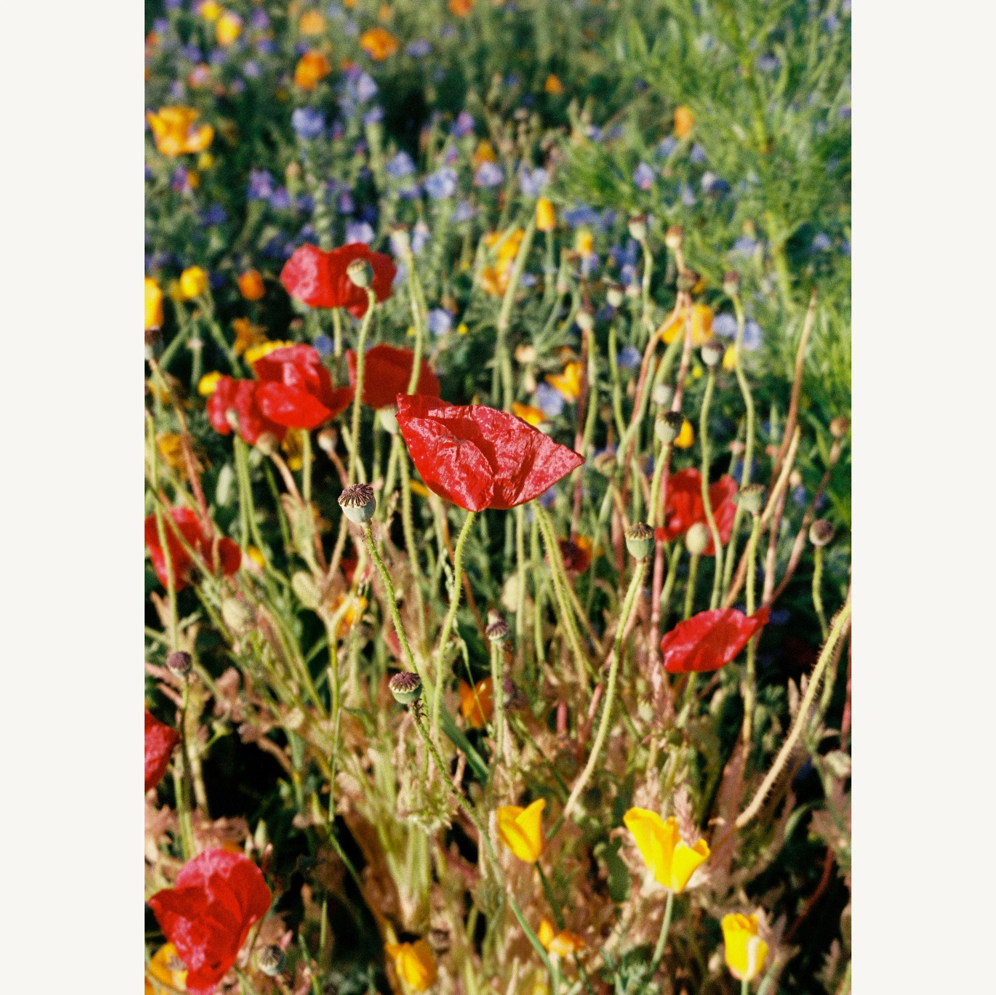 Wildflowers in Beachlands