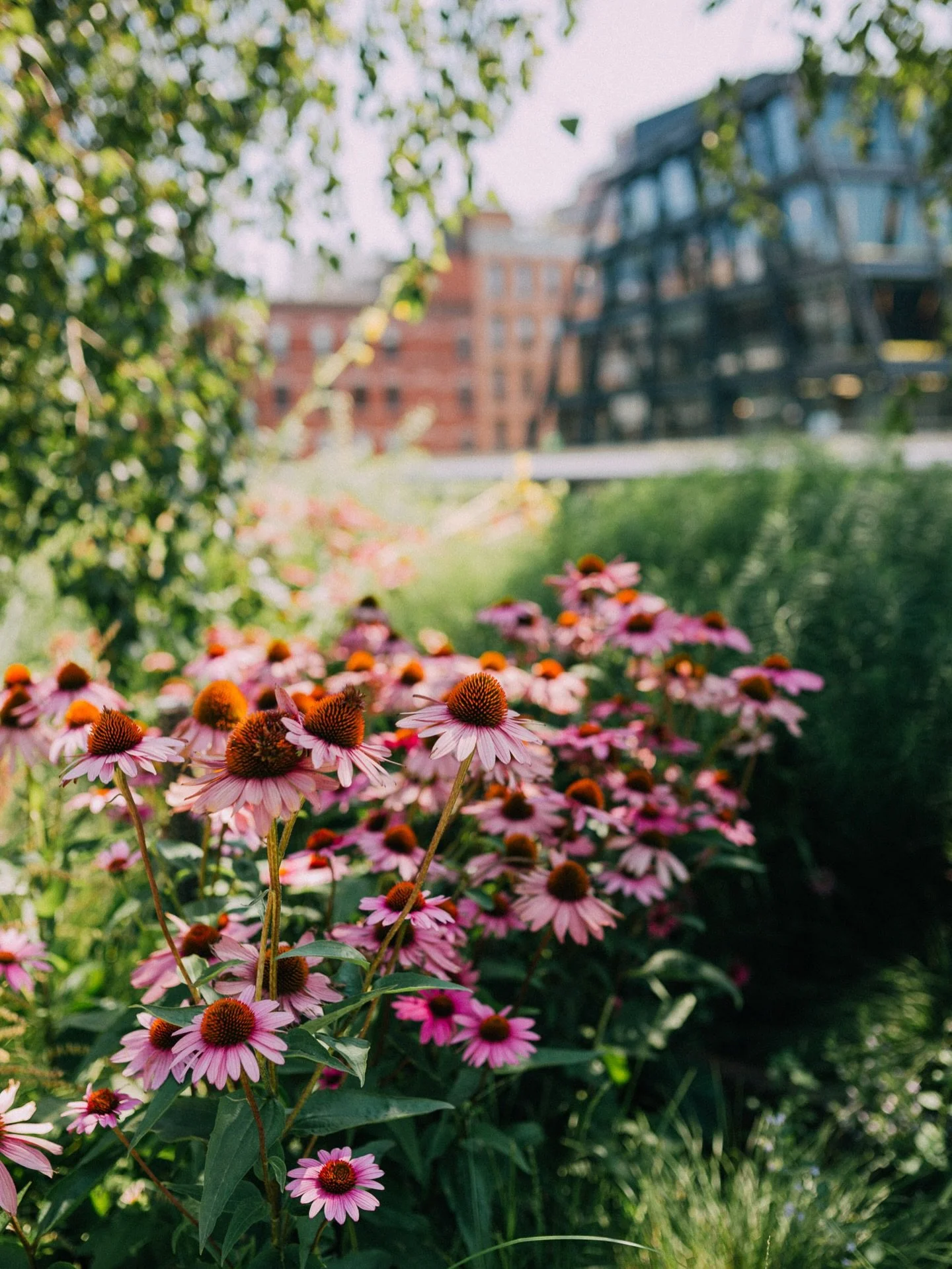 C I T Y  I N  B L O O M 

This image was very popular at my pop up gallery and I received lots of orders for it that launch weekend!

What do you think it is? The colours? The juxtaposition of nature and urban? I personally love the colour of the flo