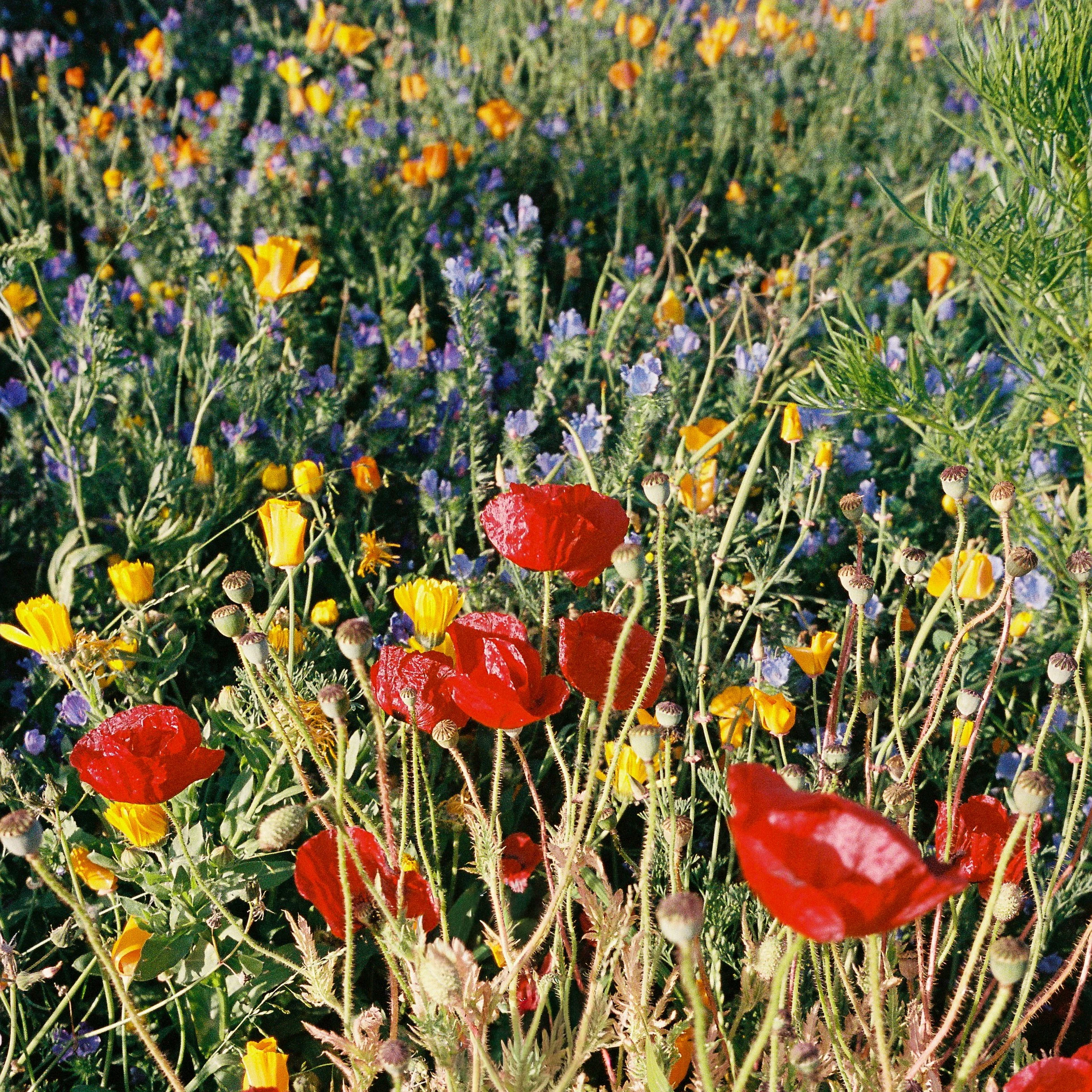 Beachlands Garden square.jpg