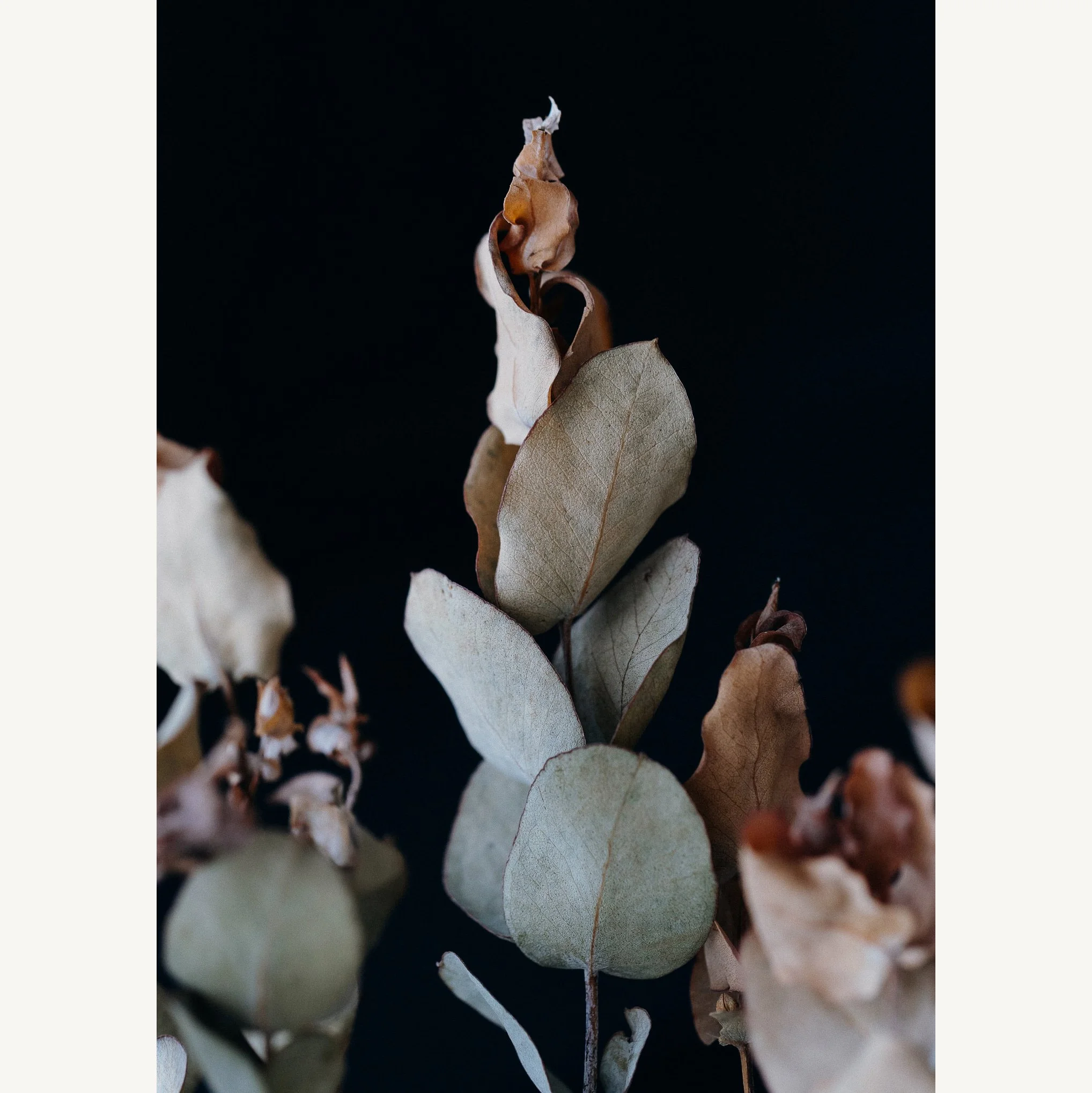 Dried Eucalyptus