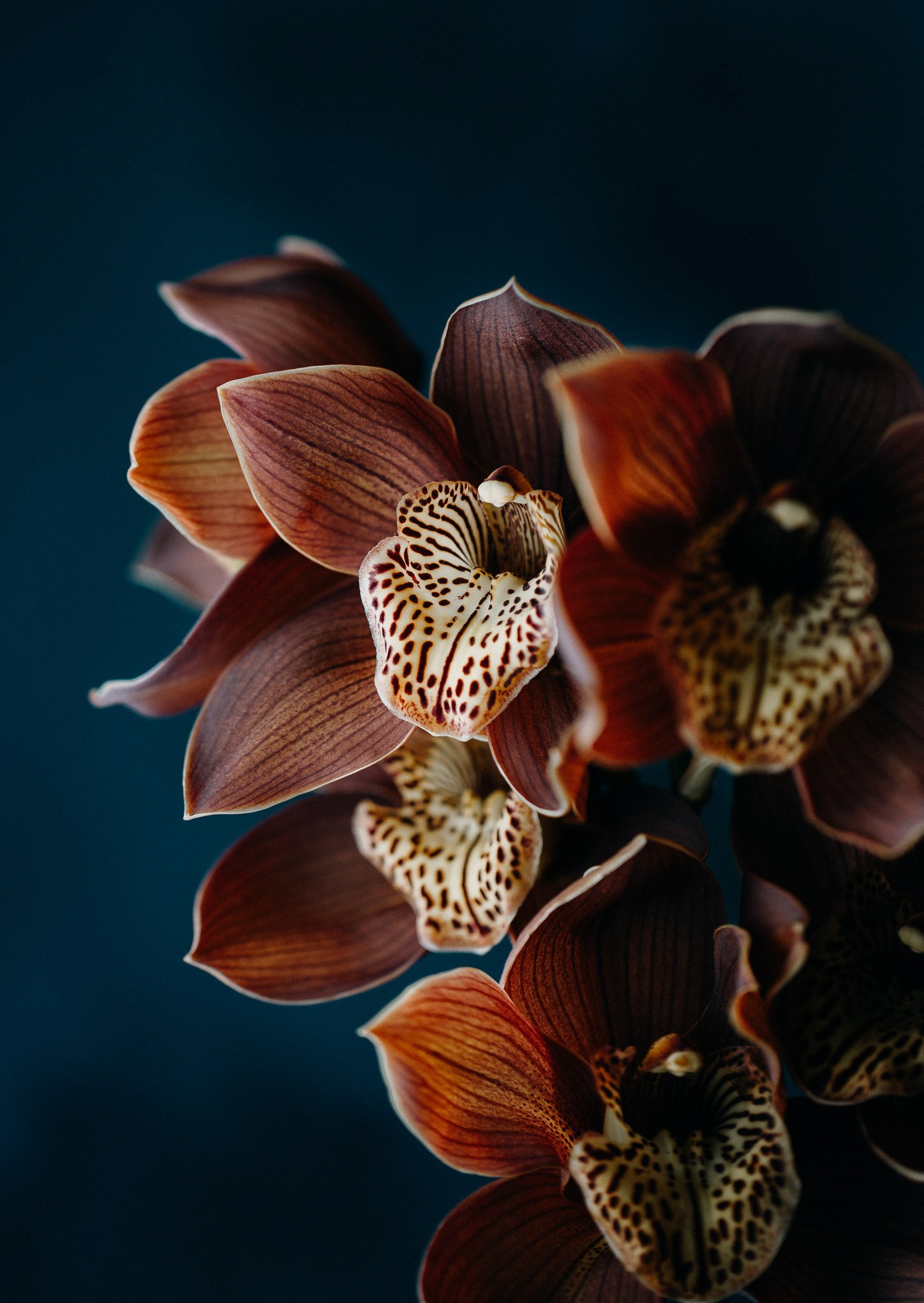 photo print of an orchid