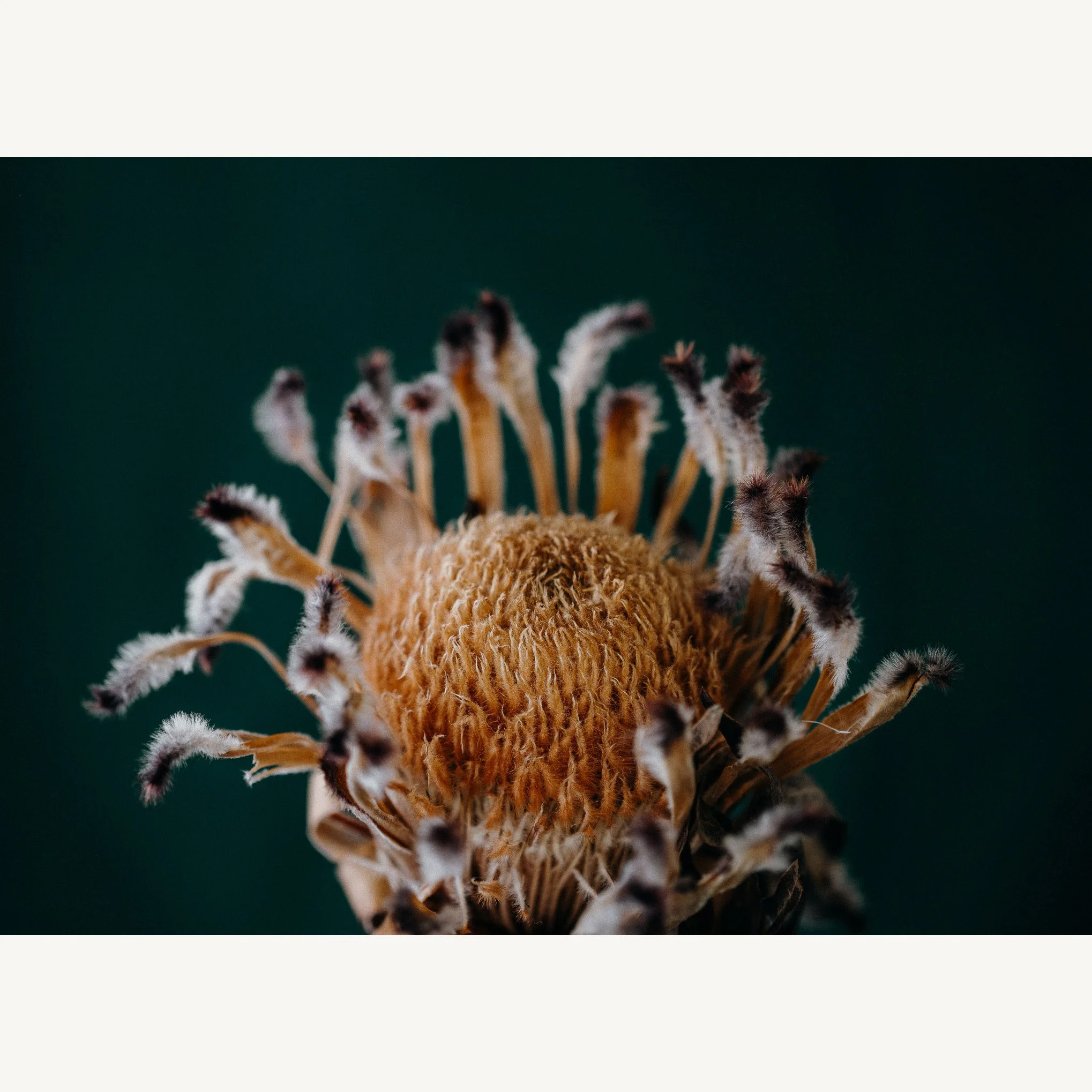 Dried Protea