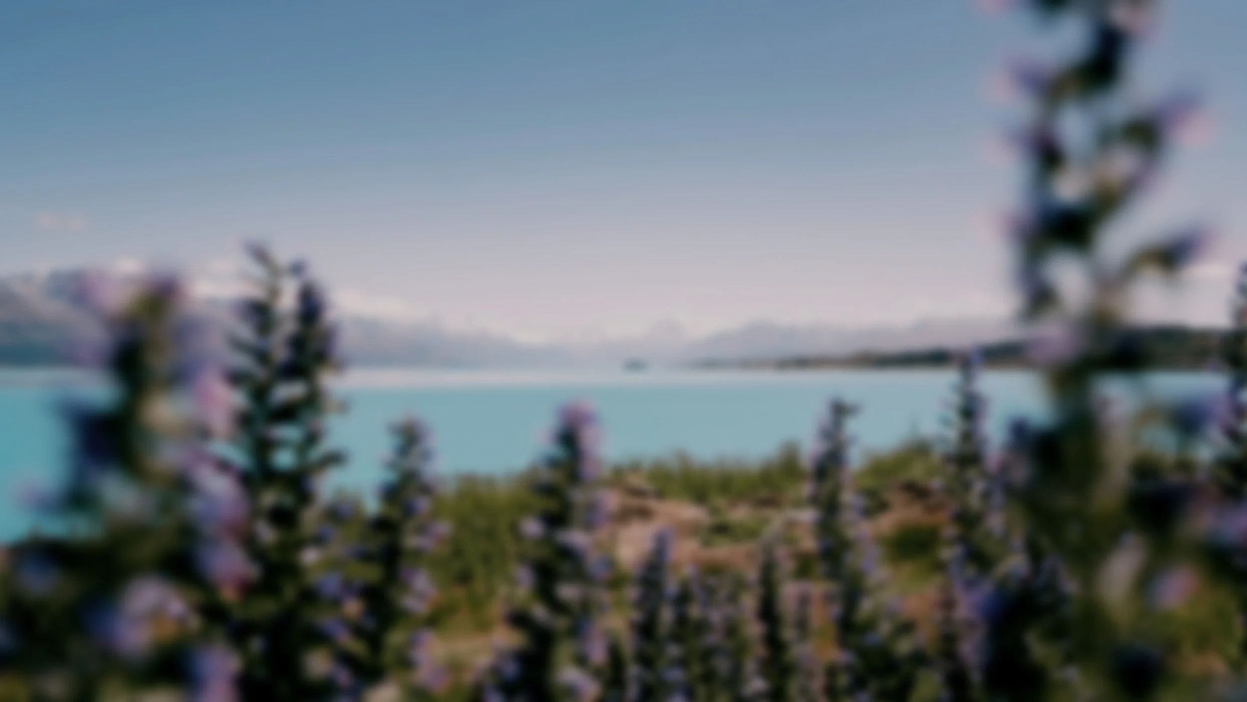 Blurred landscape with purple flowers in foreground, a body of water, and mountains in the background under a blue sky.