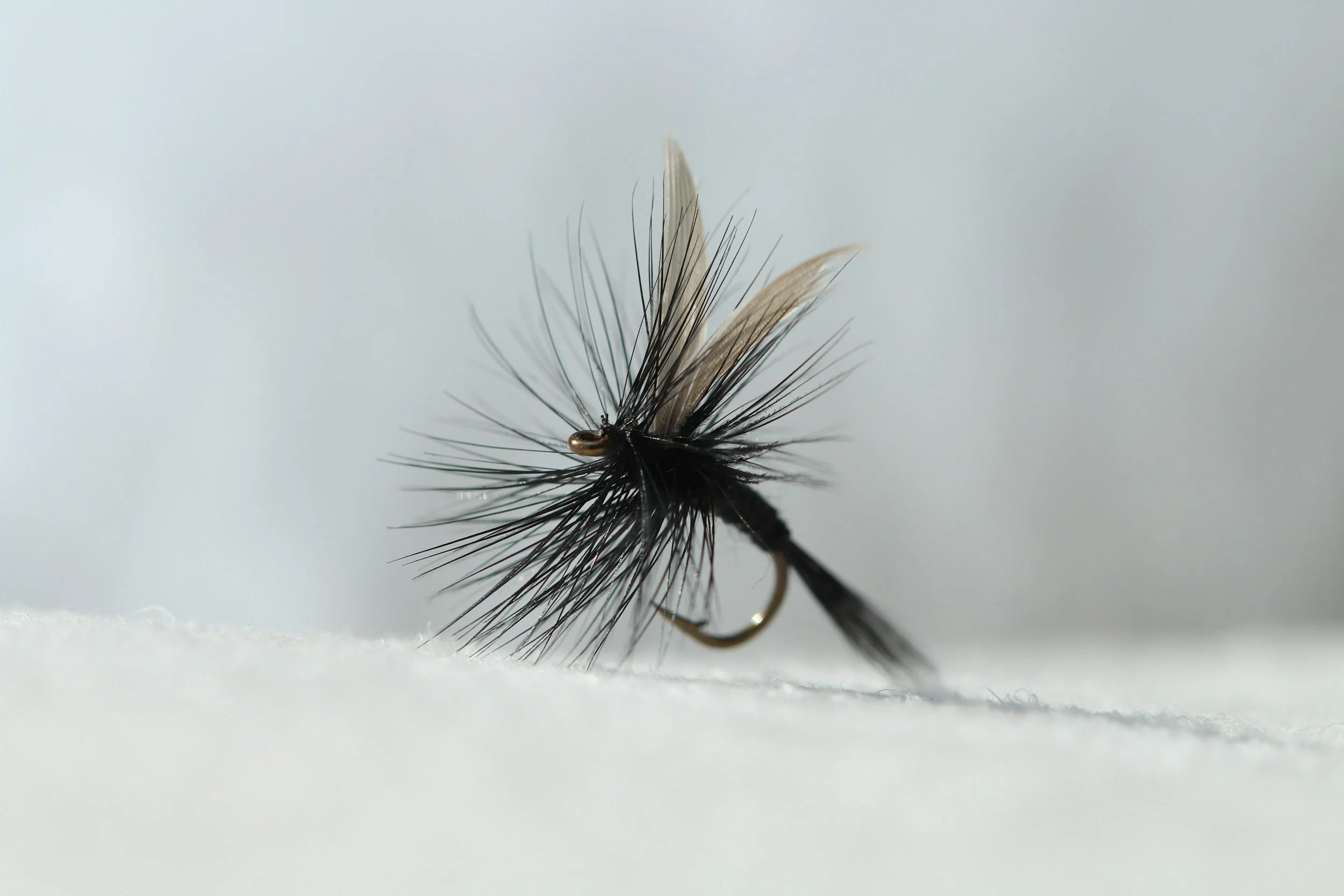 A close up image of a fly