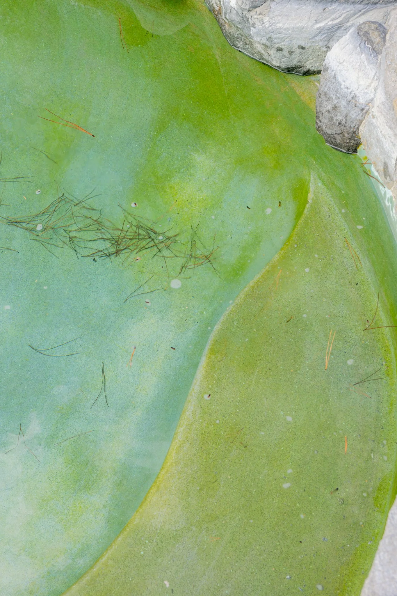 Close-up of a green pool with algae, small twigs, and rocks at the edge.