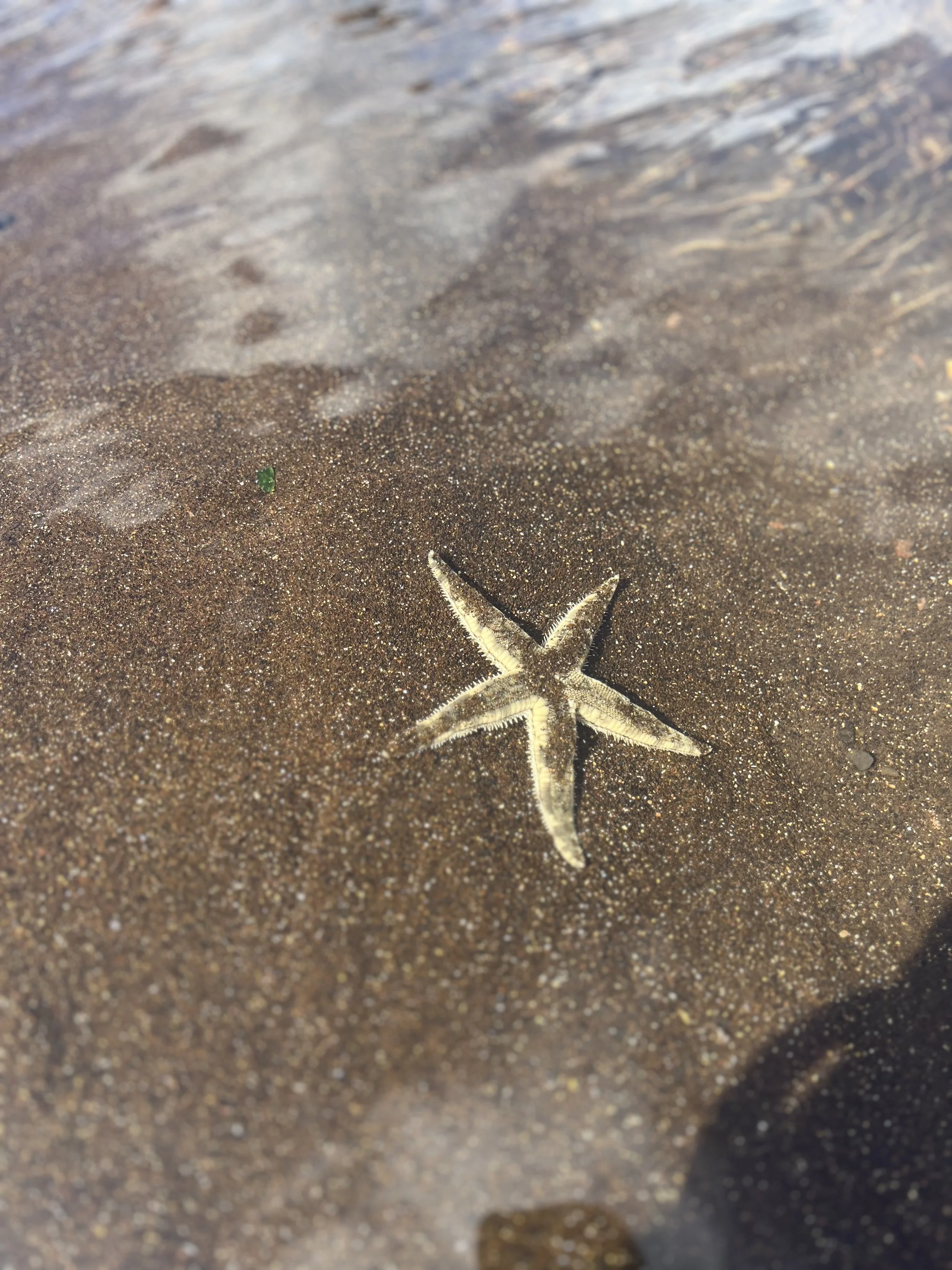 Starfish on shore of American Samoa