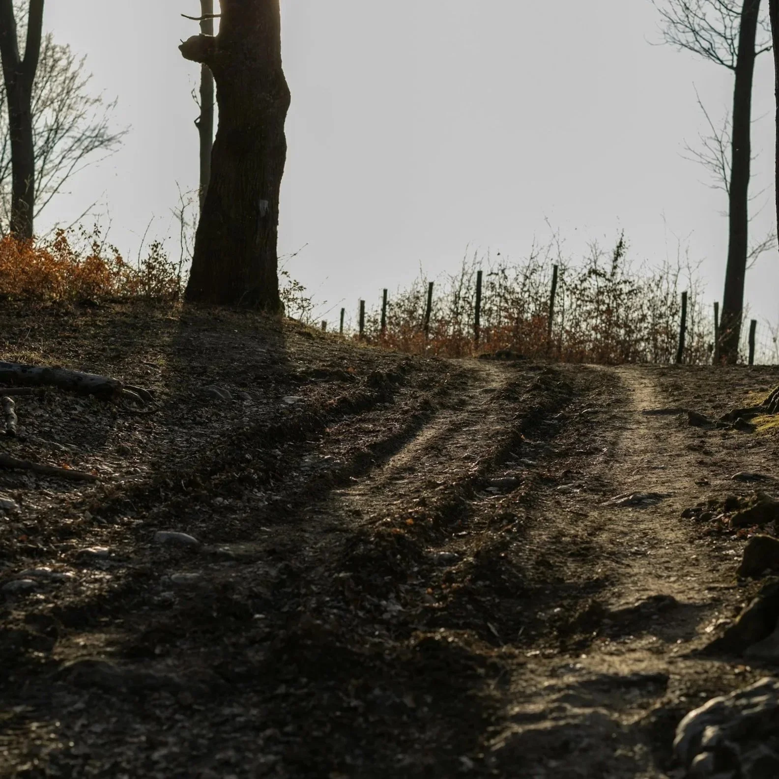 Dirt path on a hillside with tire tracks and sparse trees, some with bare branches, under a cloudy sky