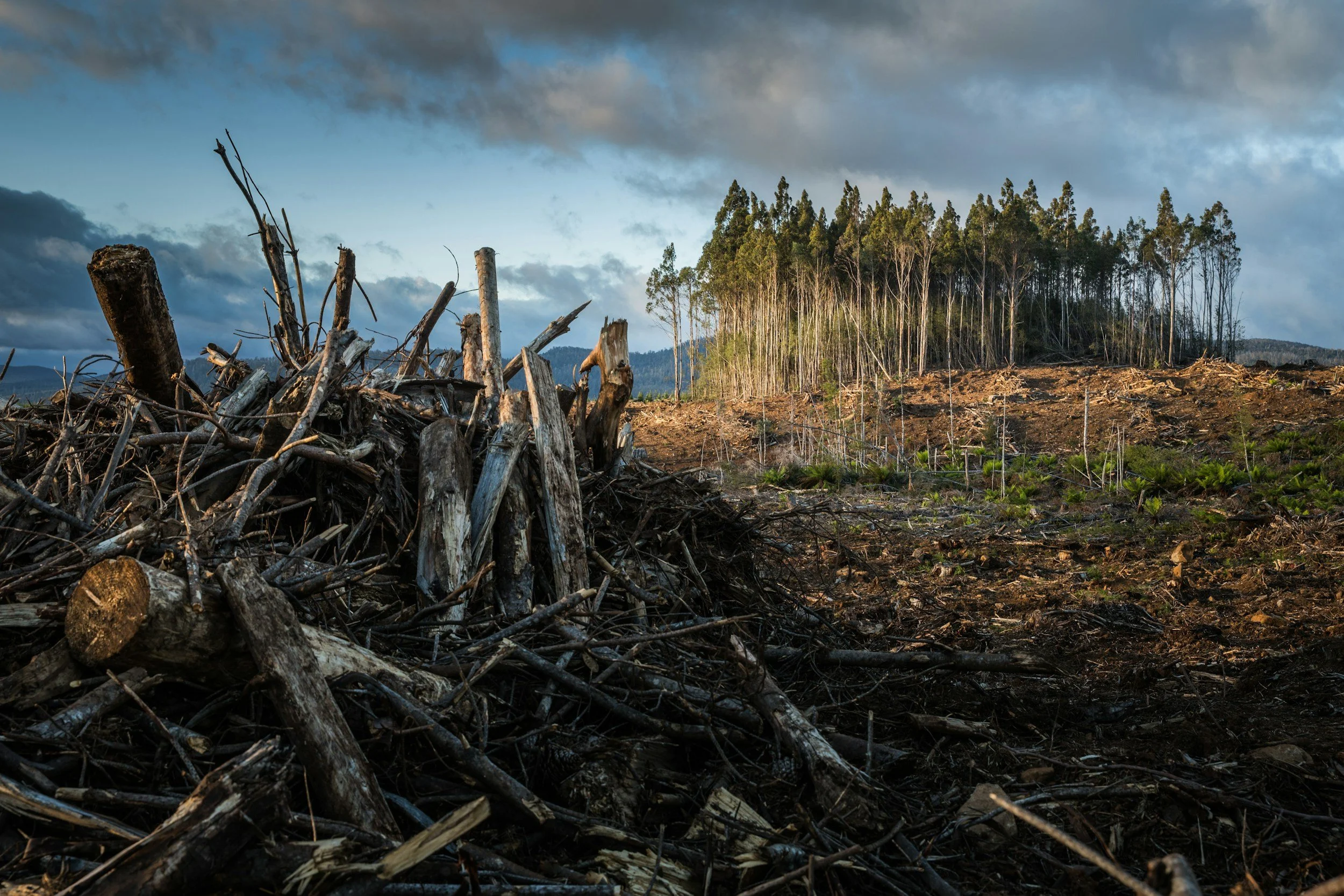 A landscape showing a pile of burnt wood and debris in the foreground with a cleared area and a forest of tall trees in the background under a cloudy sky.