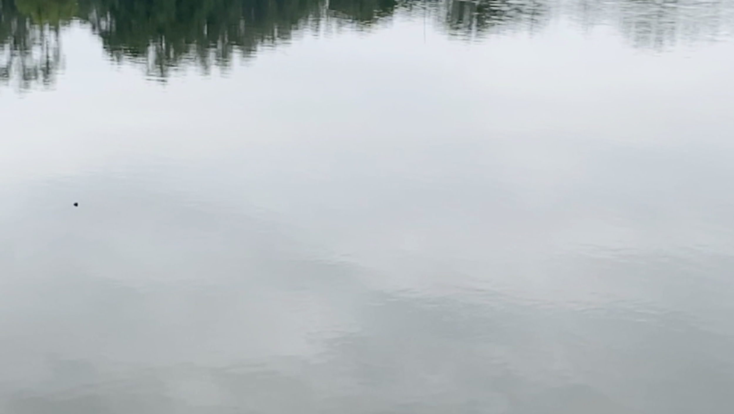 River & Tree Reflection - STILL PIC.png