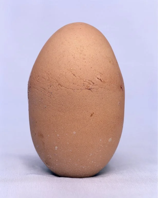 livpennington-dozenrejectedegg-no4.jpg