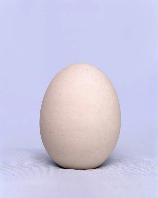 livpennington-dozenrejectedegg-no1.jpg