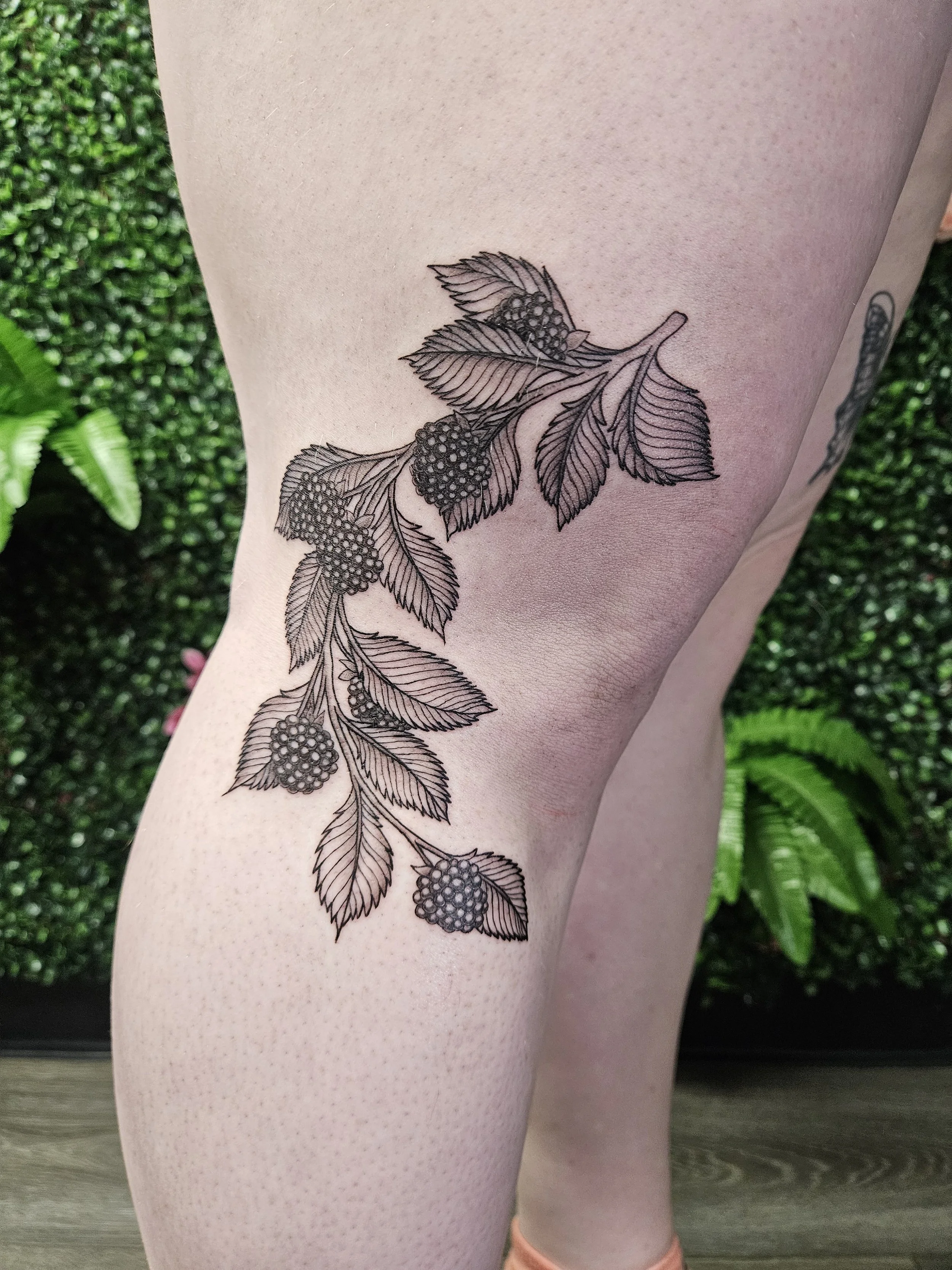 Black, illustrative tattoo of a blackberry branch with leaves and berries tattoo on a person's thigh, side of the knee.