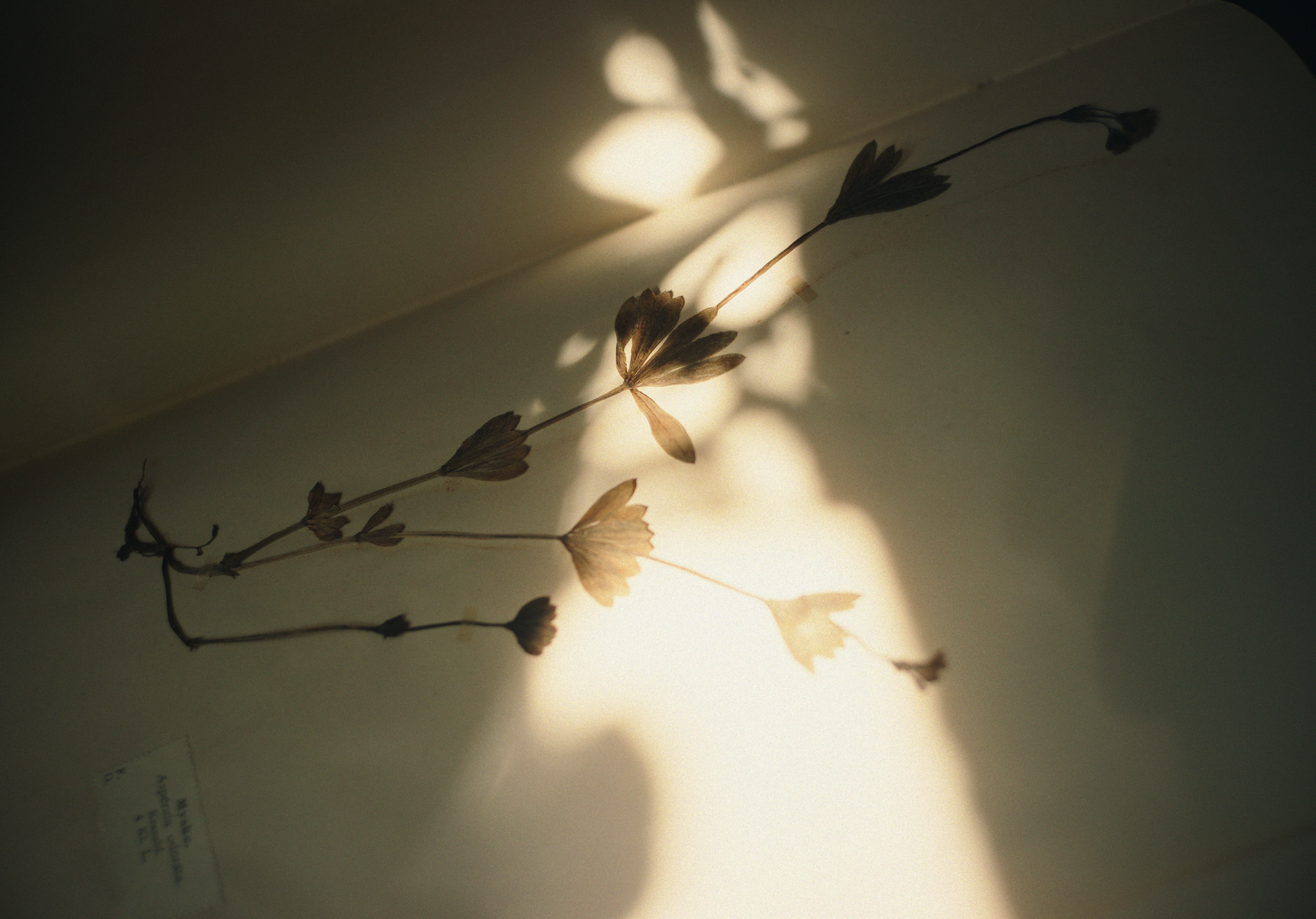 Dried plant with seed pods and leaves, illuminated with warm light, casting shadows on an off-white surface.