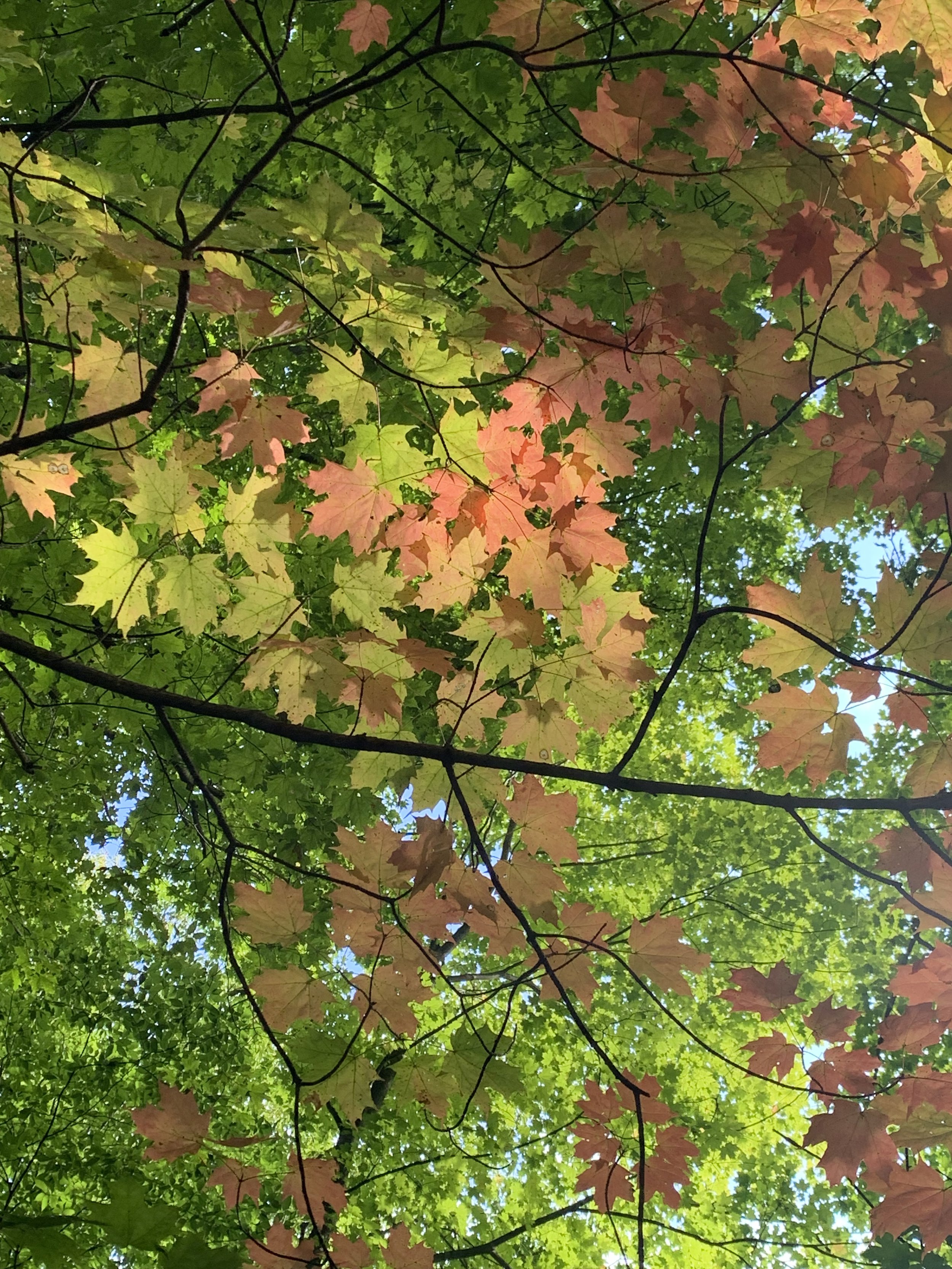 Looking up at a tree canopy with leaves in shades of green, yellow, and red, indicating an autumn setting.