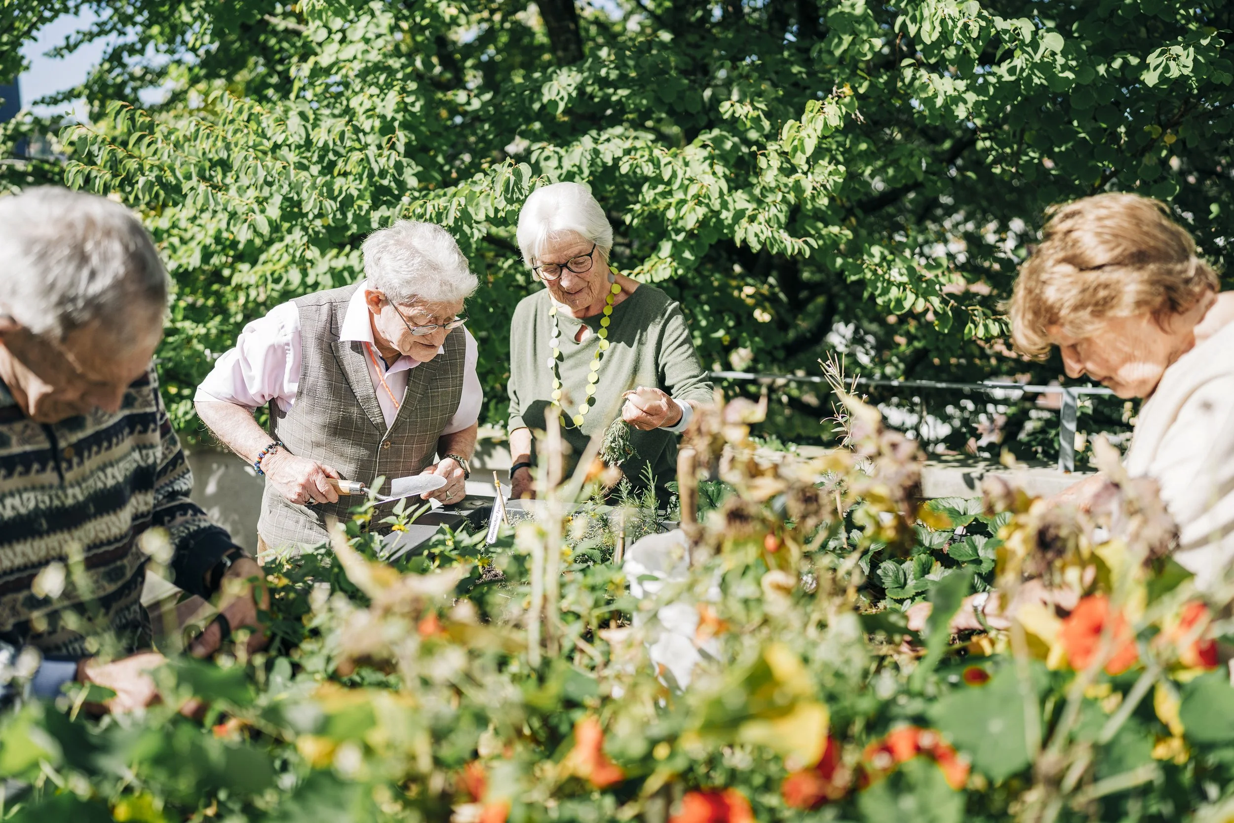 Vier ältere Menschen beim Gärtnern auf einer Terrasse, umgeben von grünen Pflanzen und Bäumen, sonniger Tag.