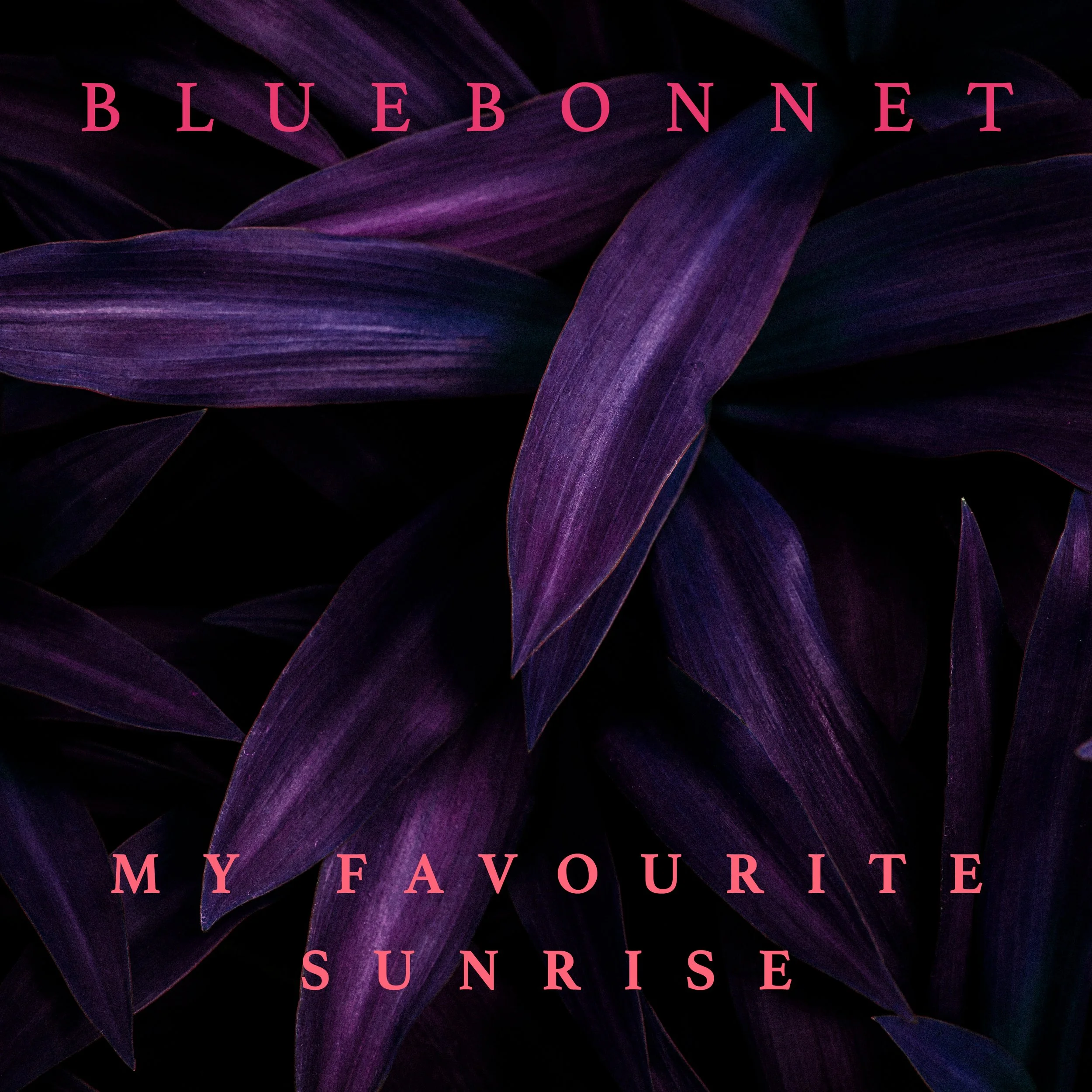 Artwork - Bluebonnet - My Favourite Sunrise copy.jpg