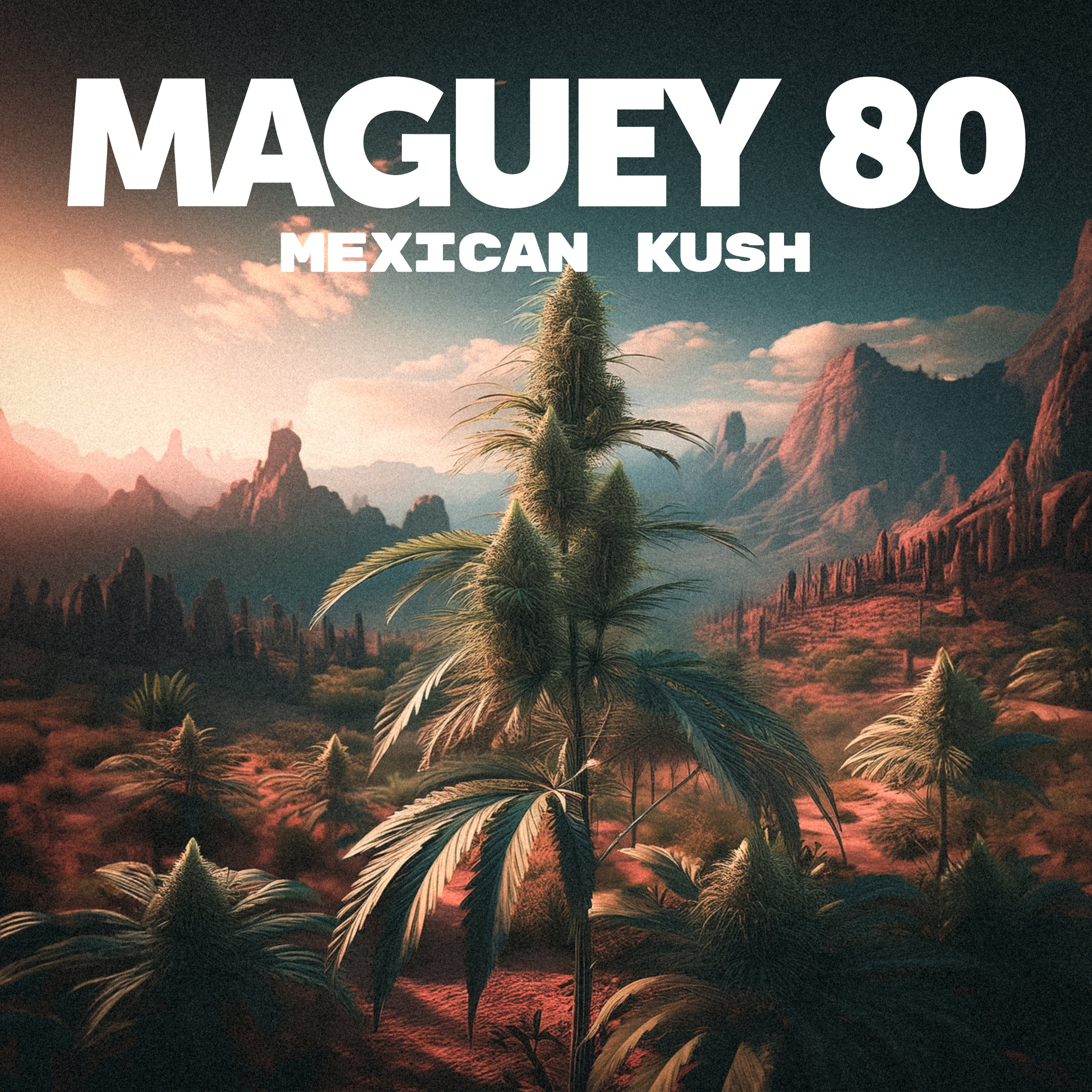 Maguey  80 - Mexican Kush.jpg