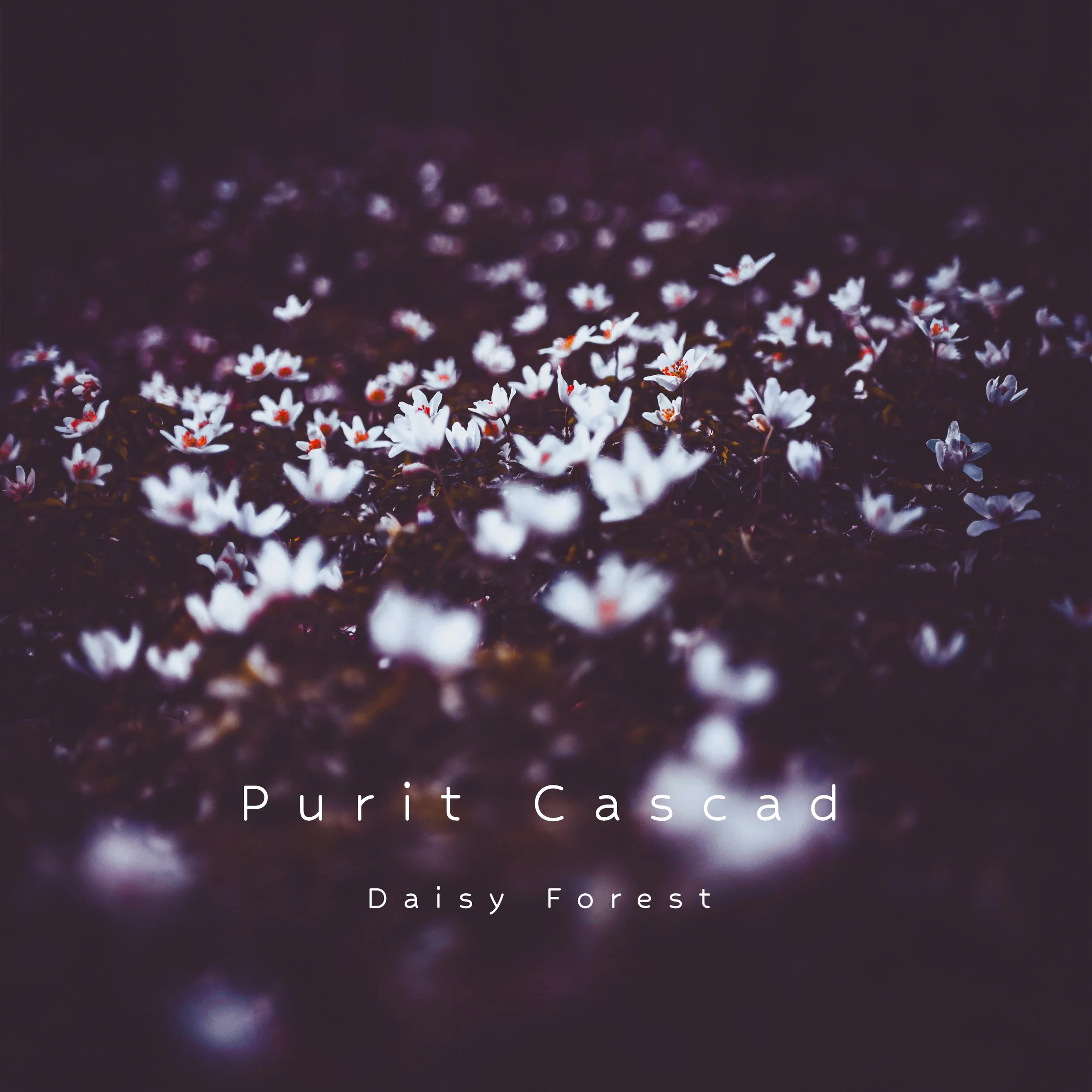 Purit Cascad - Daisy Forest.jpg