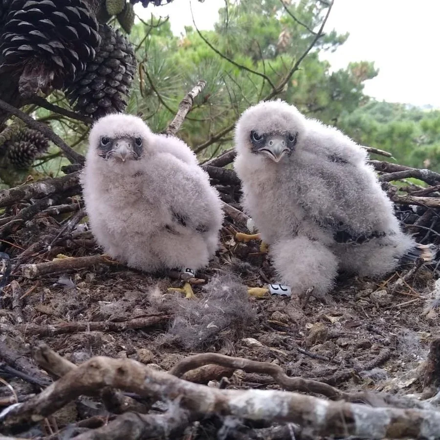 Fluffy falcon chicks in stick nest