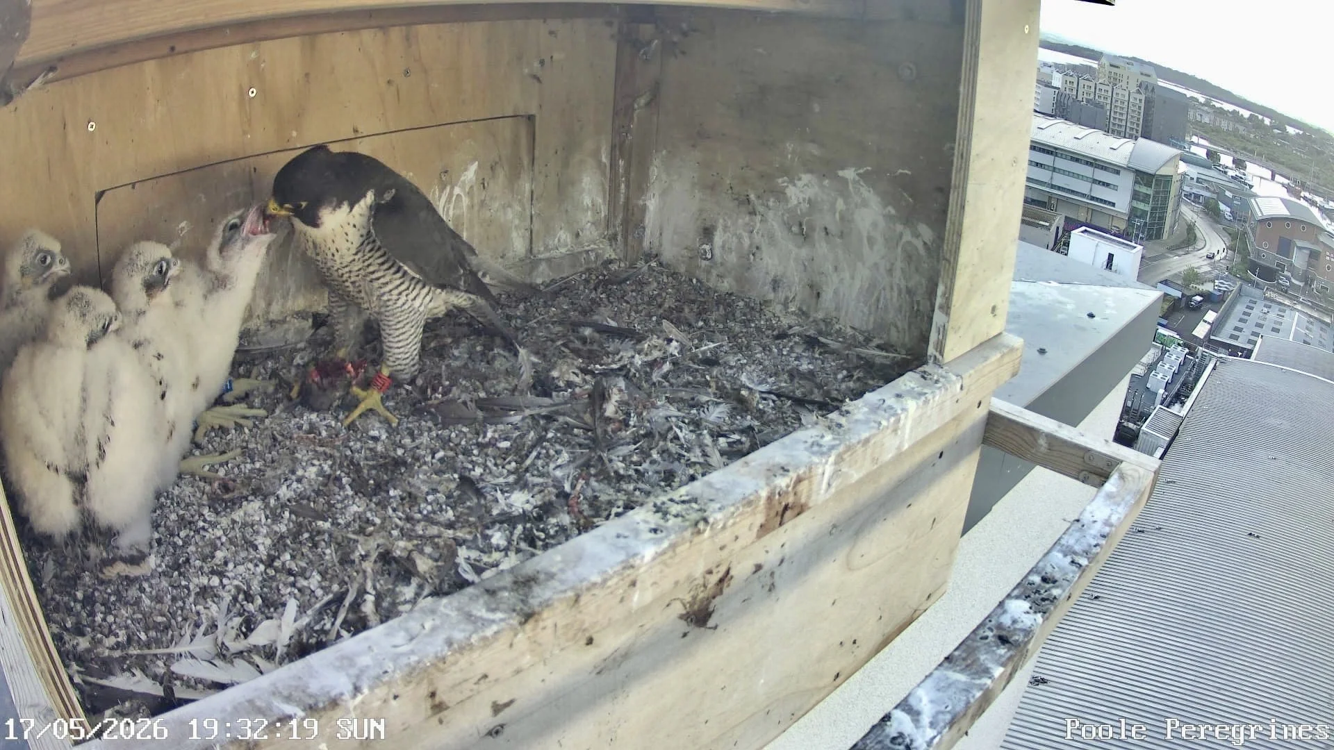 Up close and personal with Peregrines