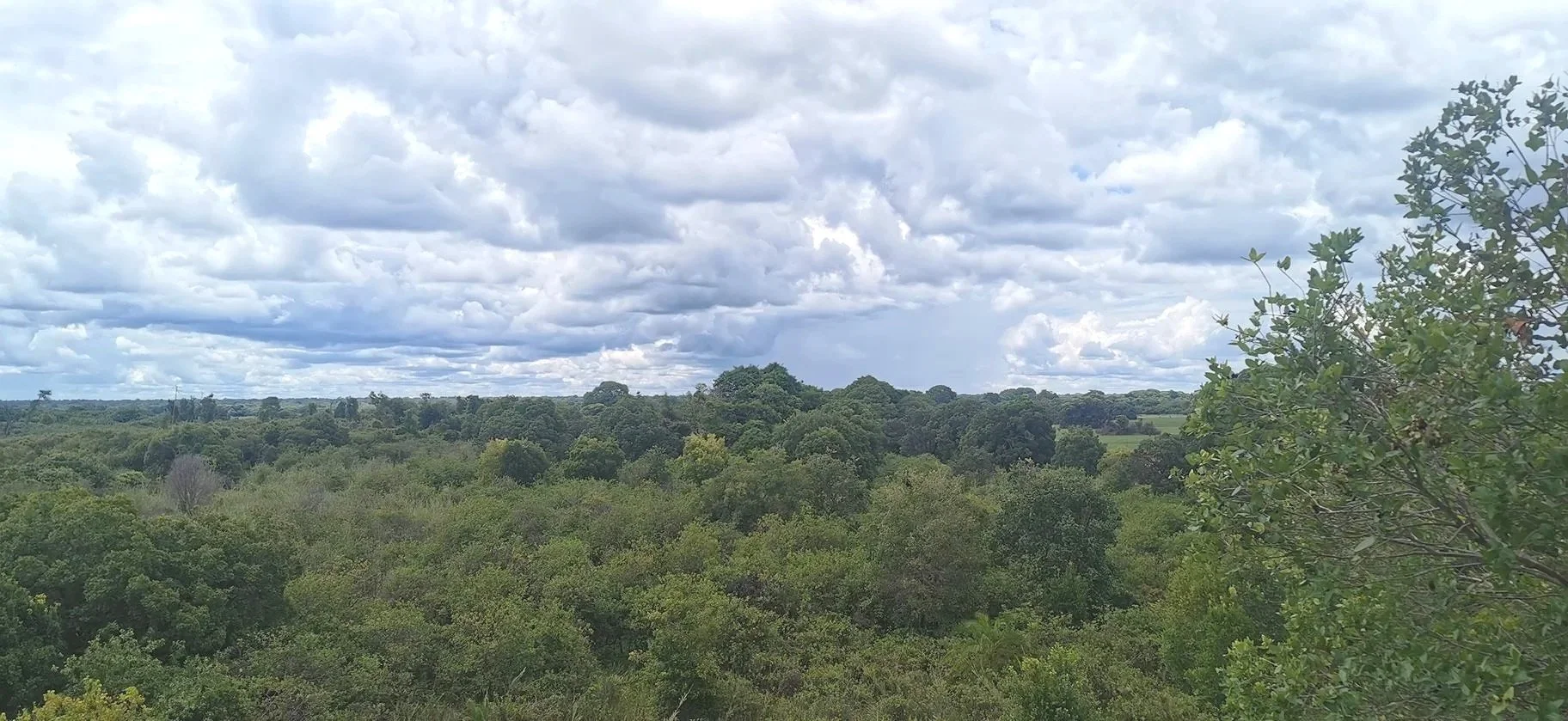Tropical scrub forest