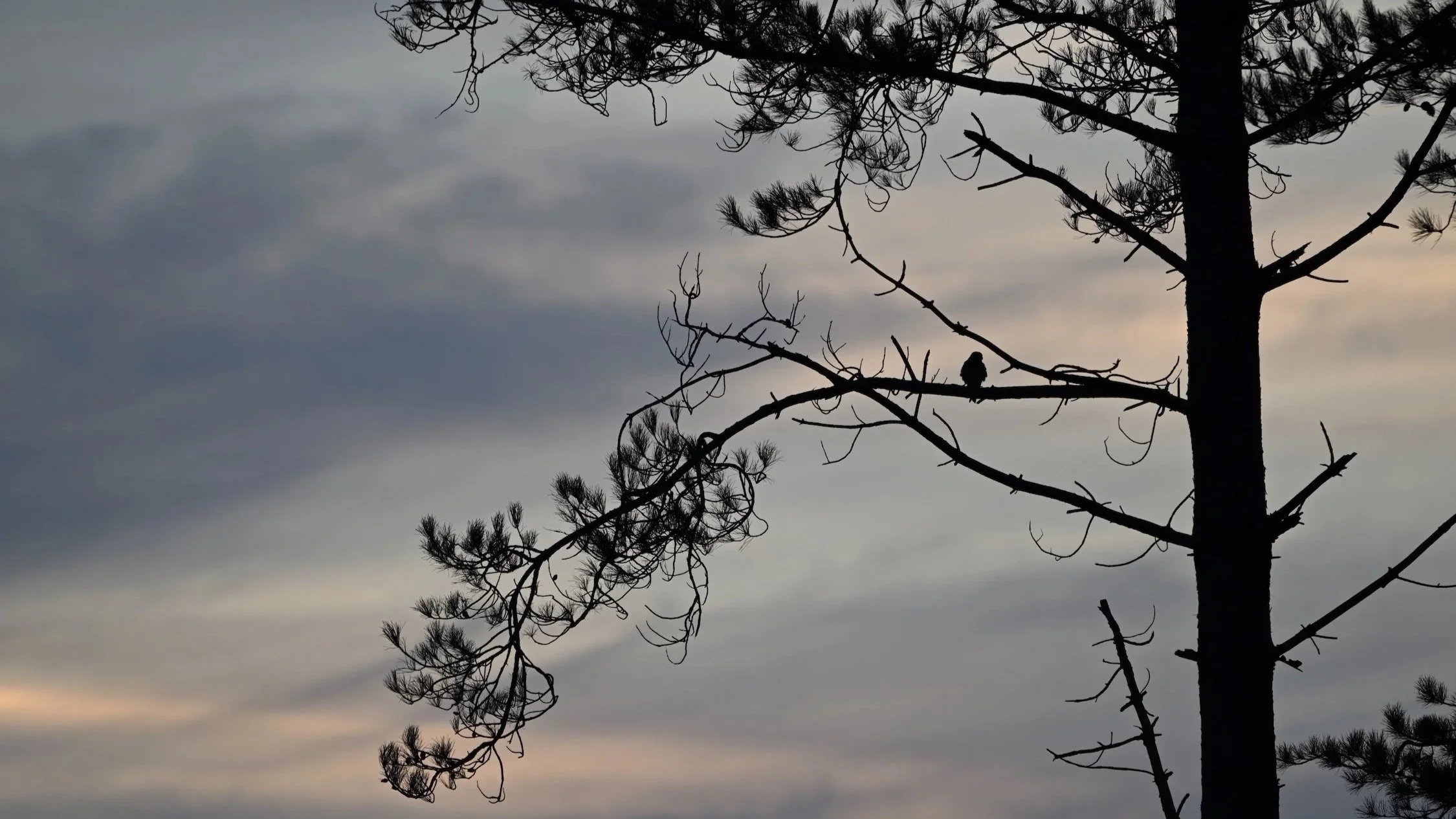 Silhouette of bird in a tree