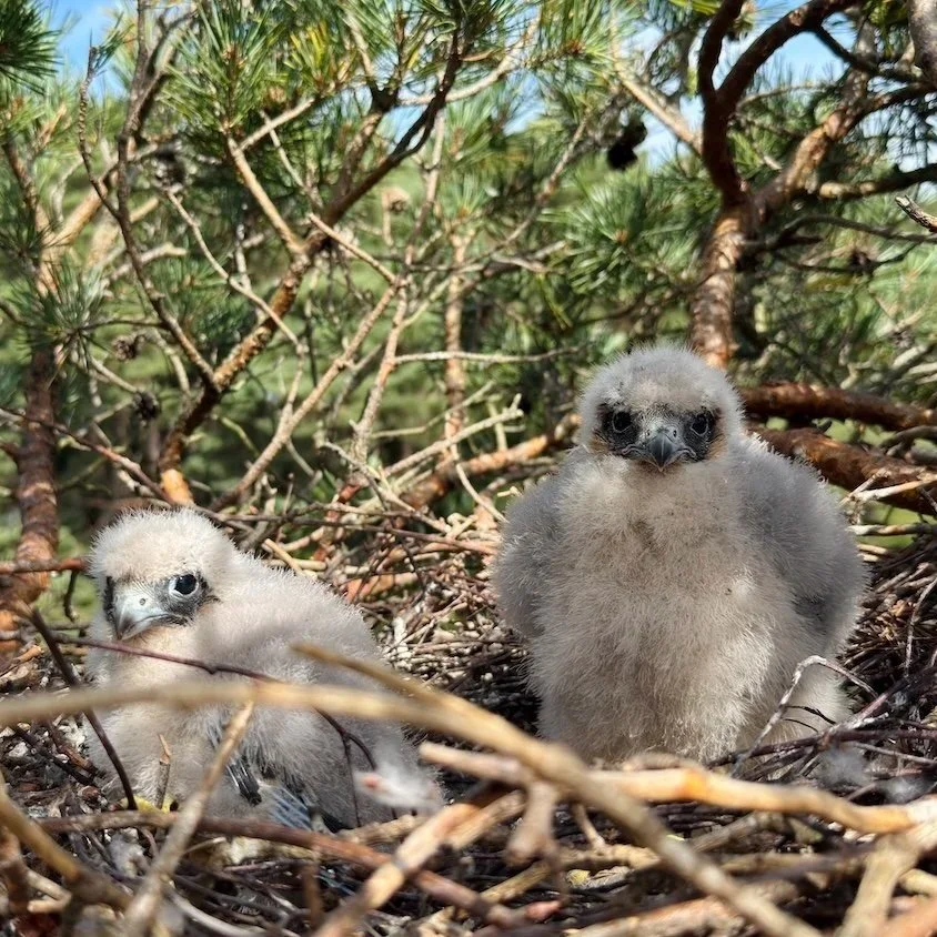 Hobby chicks in stick nest