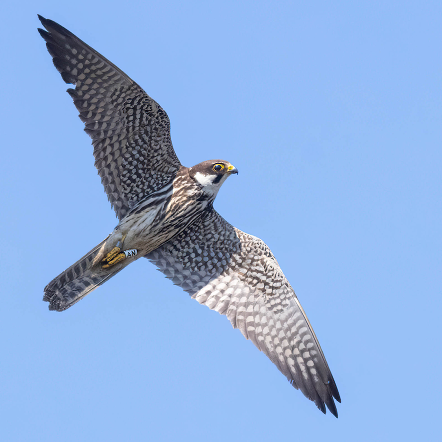 Hobby in flight with colour ring
