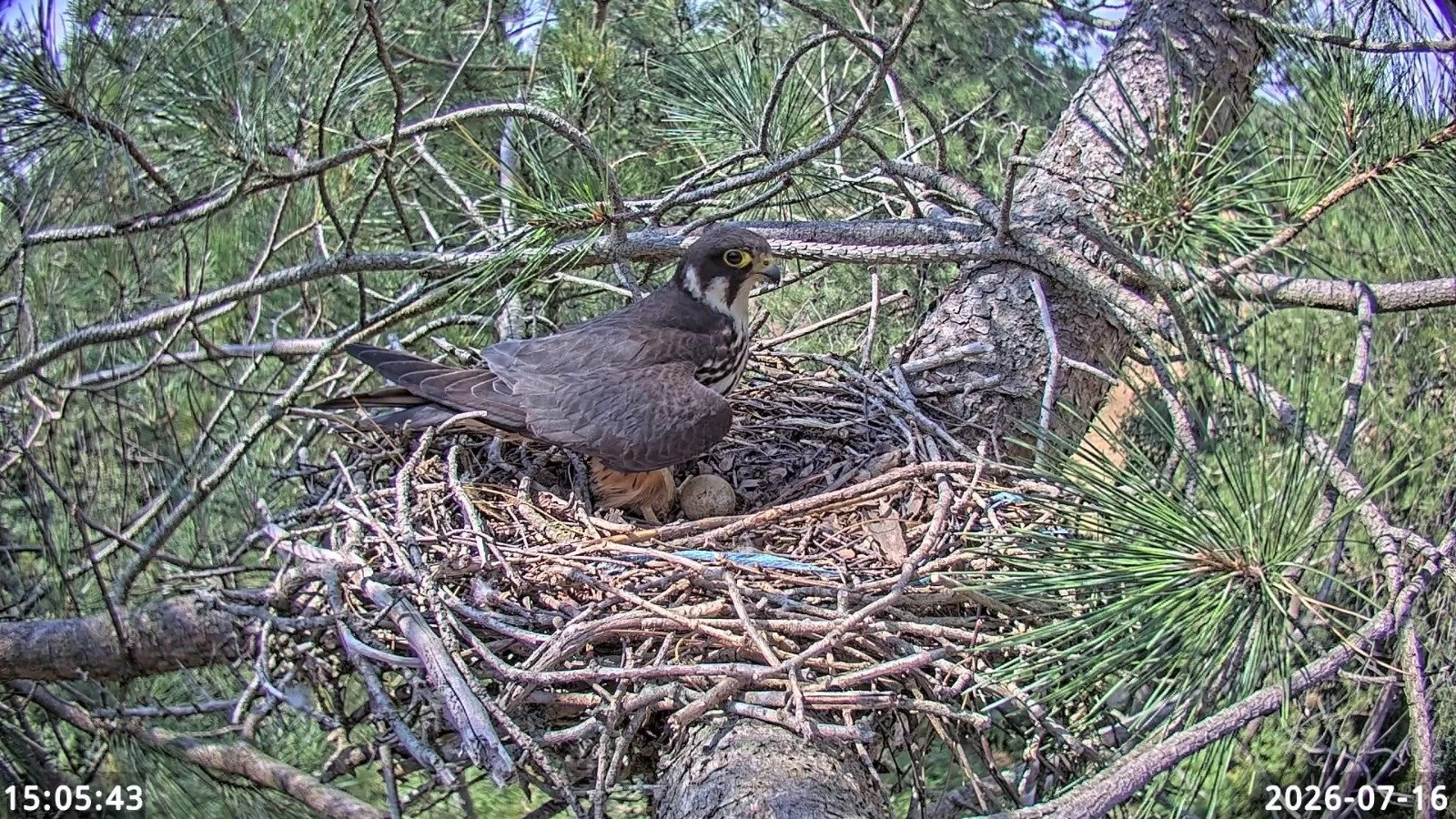 Female Eurasian Hobby at nest