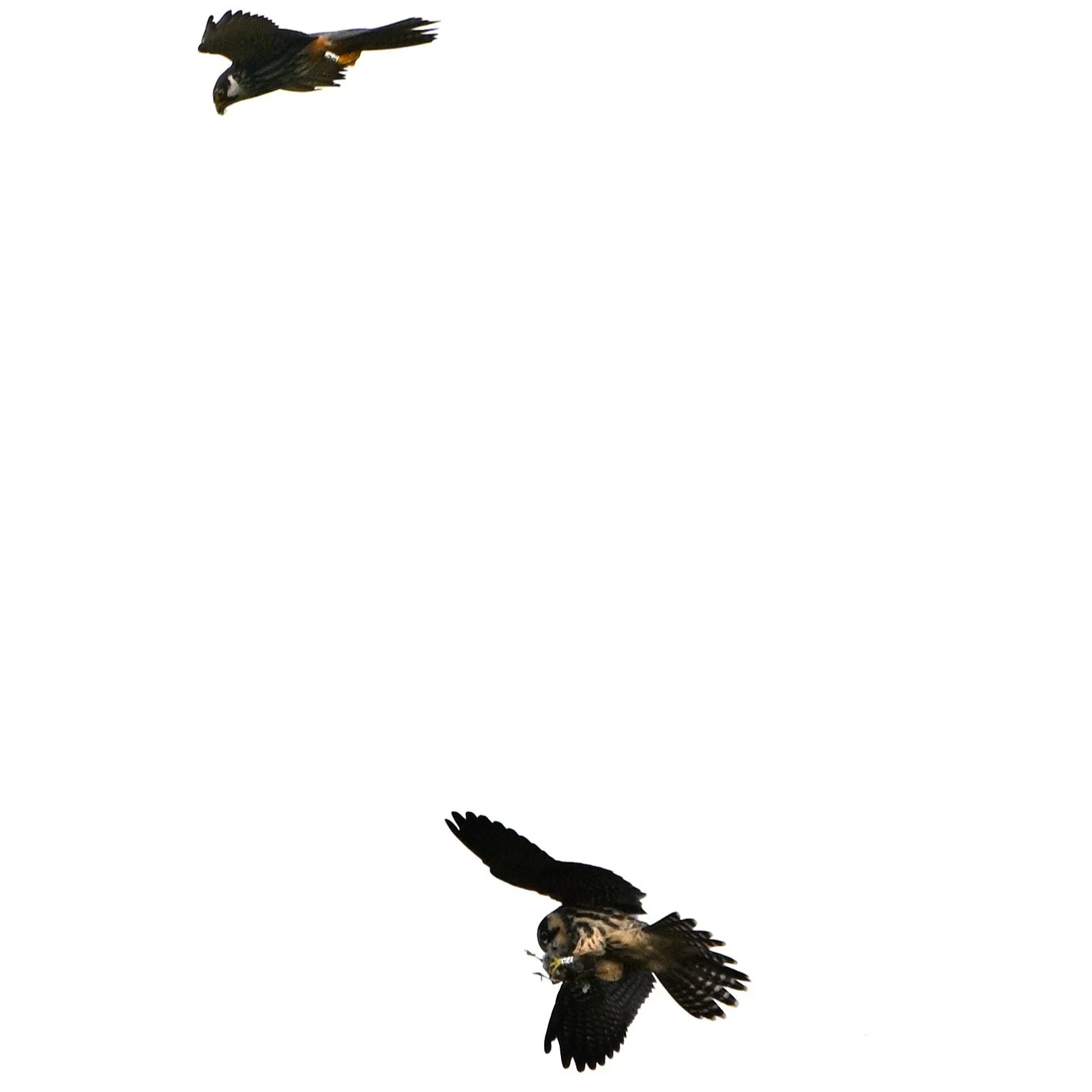Hobbies in flight with colour rings
