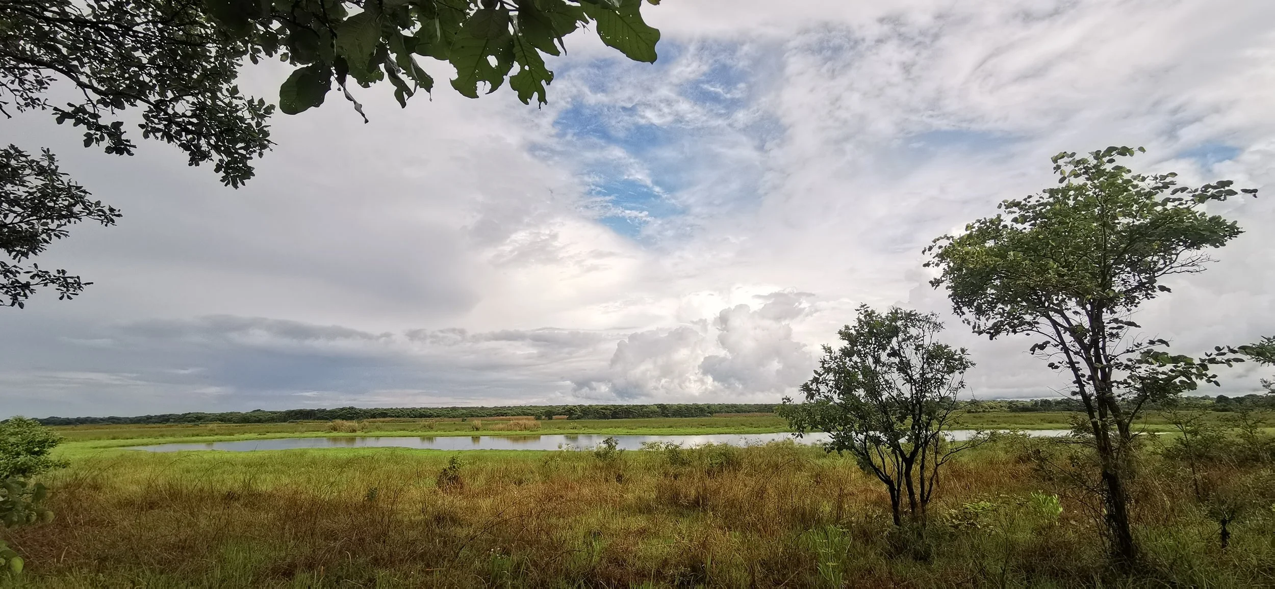 Marsh land with trees