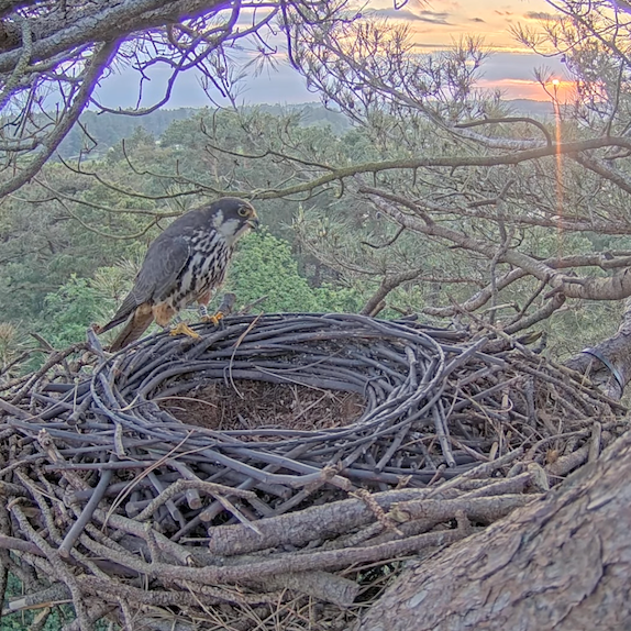Hobby at her nest at sunrise