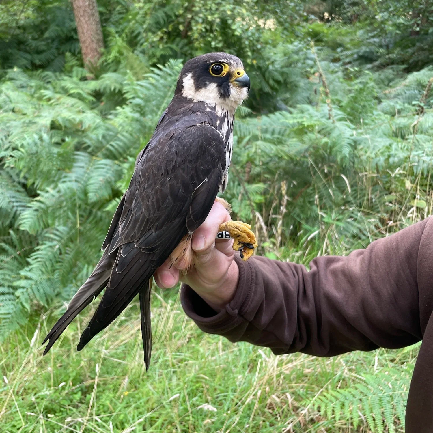 Eurasian Hobby held by a licensed ringer