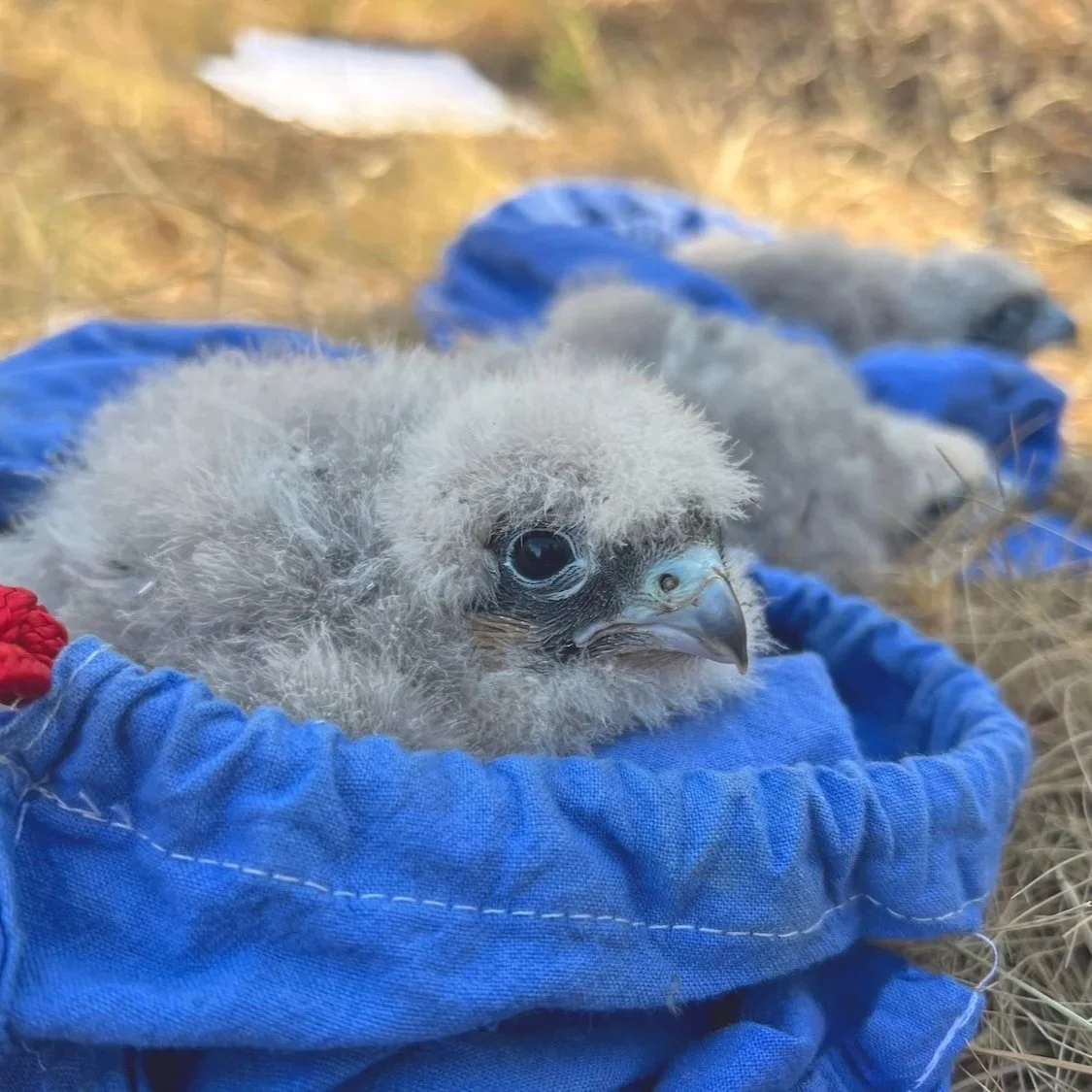 Hobby chick in ringing bag