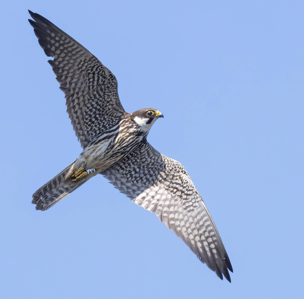 Eurasian Hobby with Dorset colour-ring
