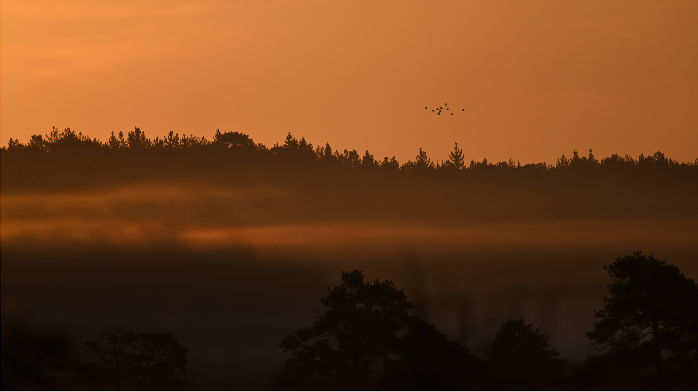 Sunrise in a forest