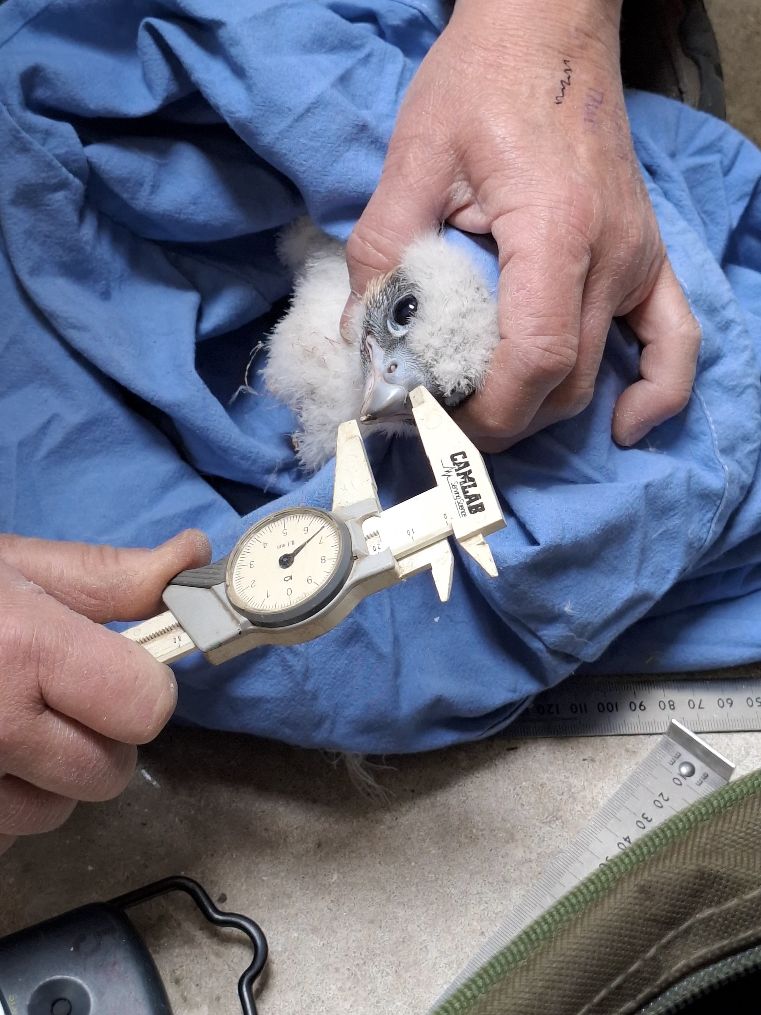 DRSG taking biometrics of young peregrines