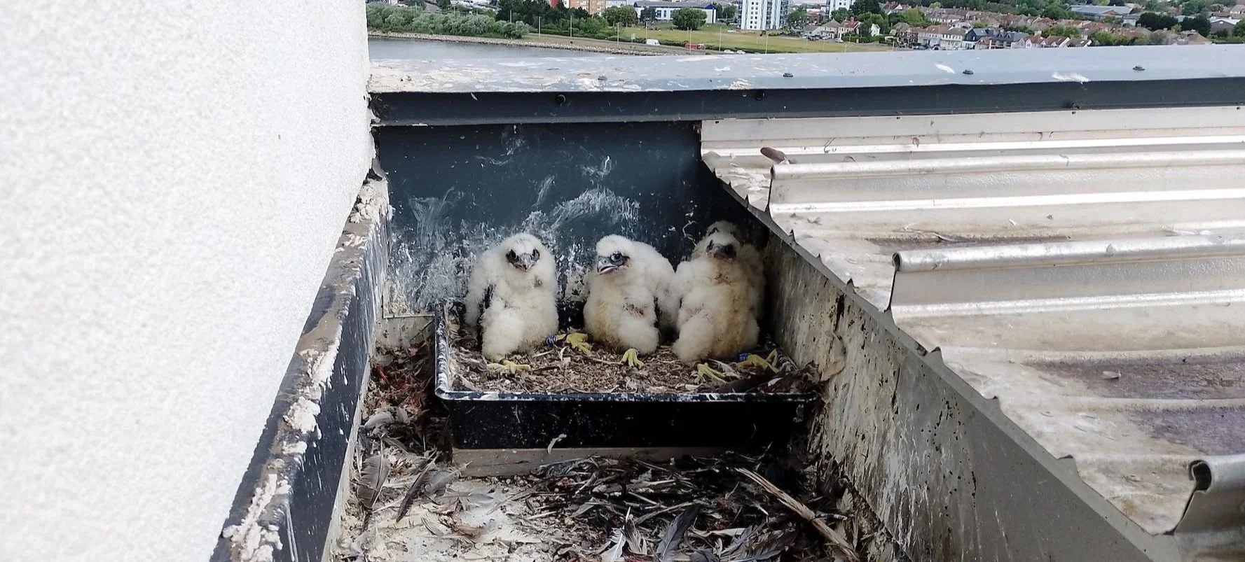 Peregrine chicks in a nest tray