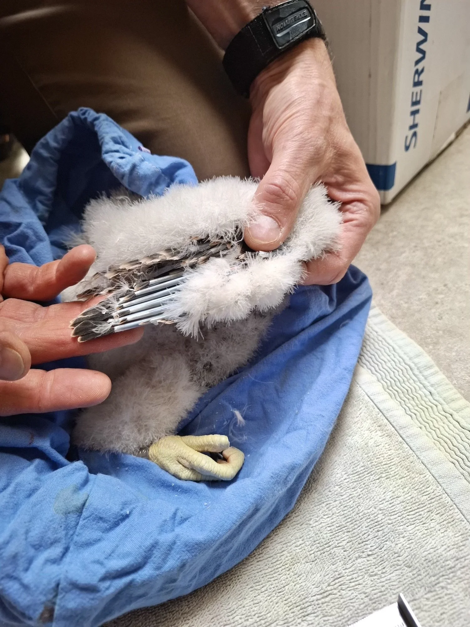 DRSG taking biometrics of young peregrines