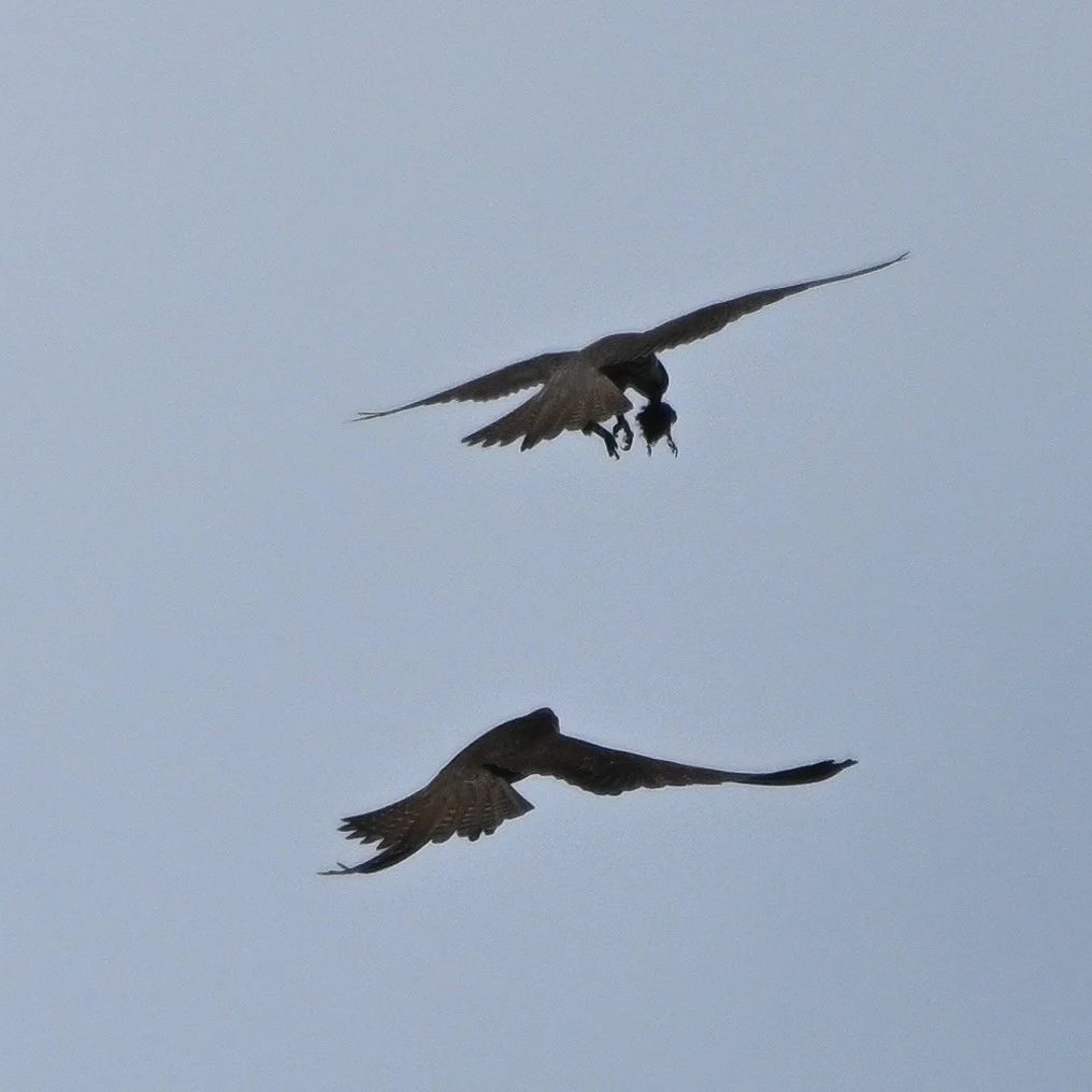 Falcons in flight