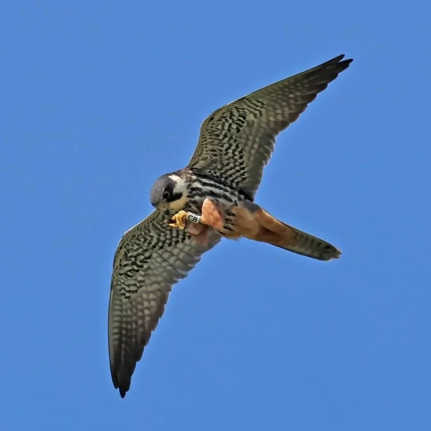 Hobby in flight eating prey