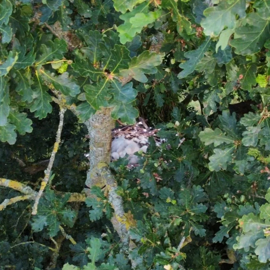 Oak tree with bird nest