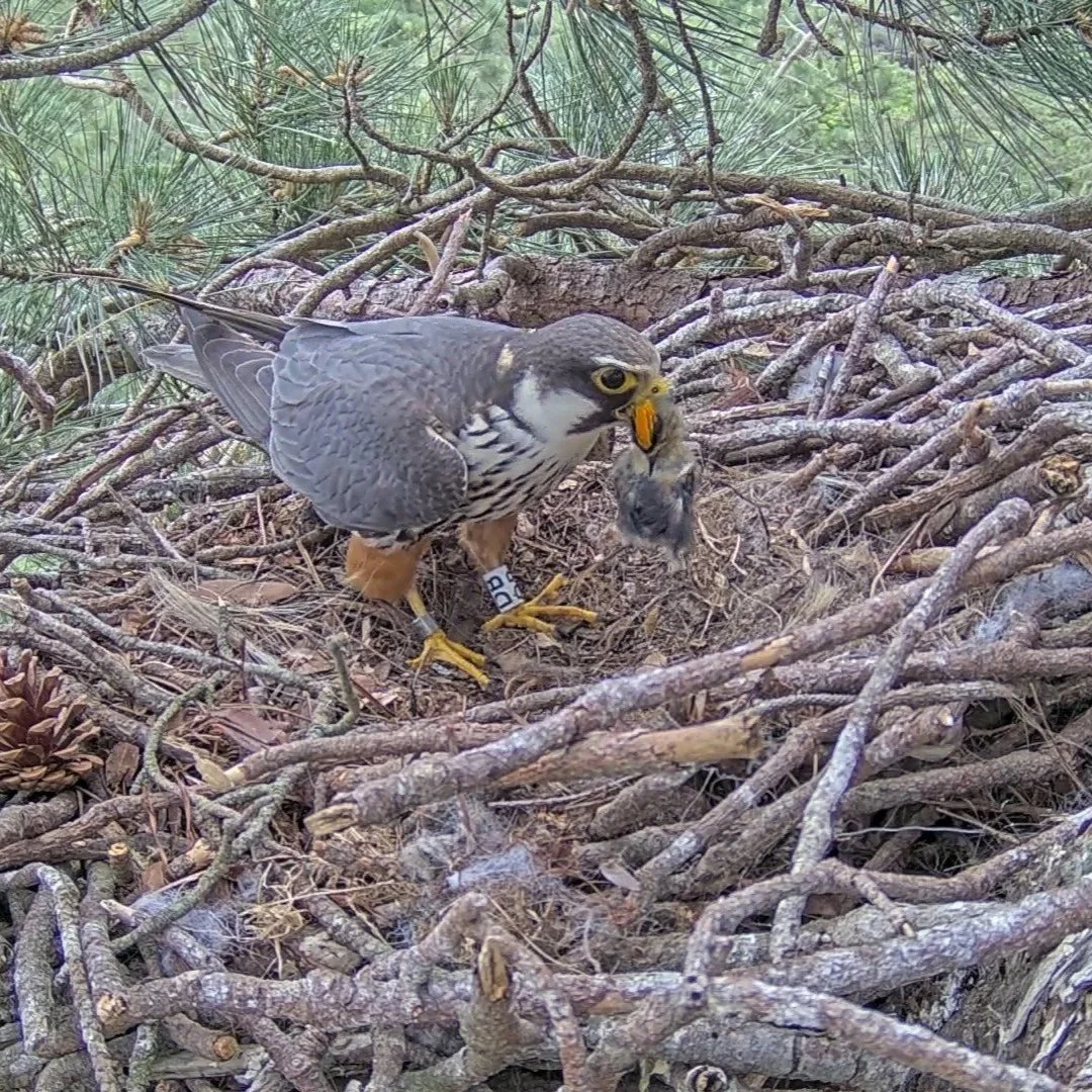 Hobby carrying prey at nest