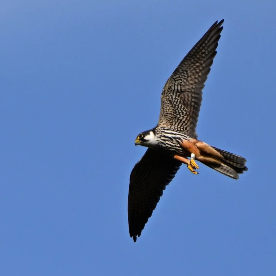 Hobby in flight with colour ring