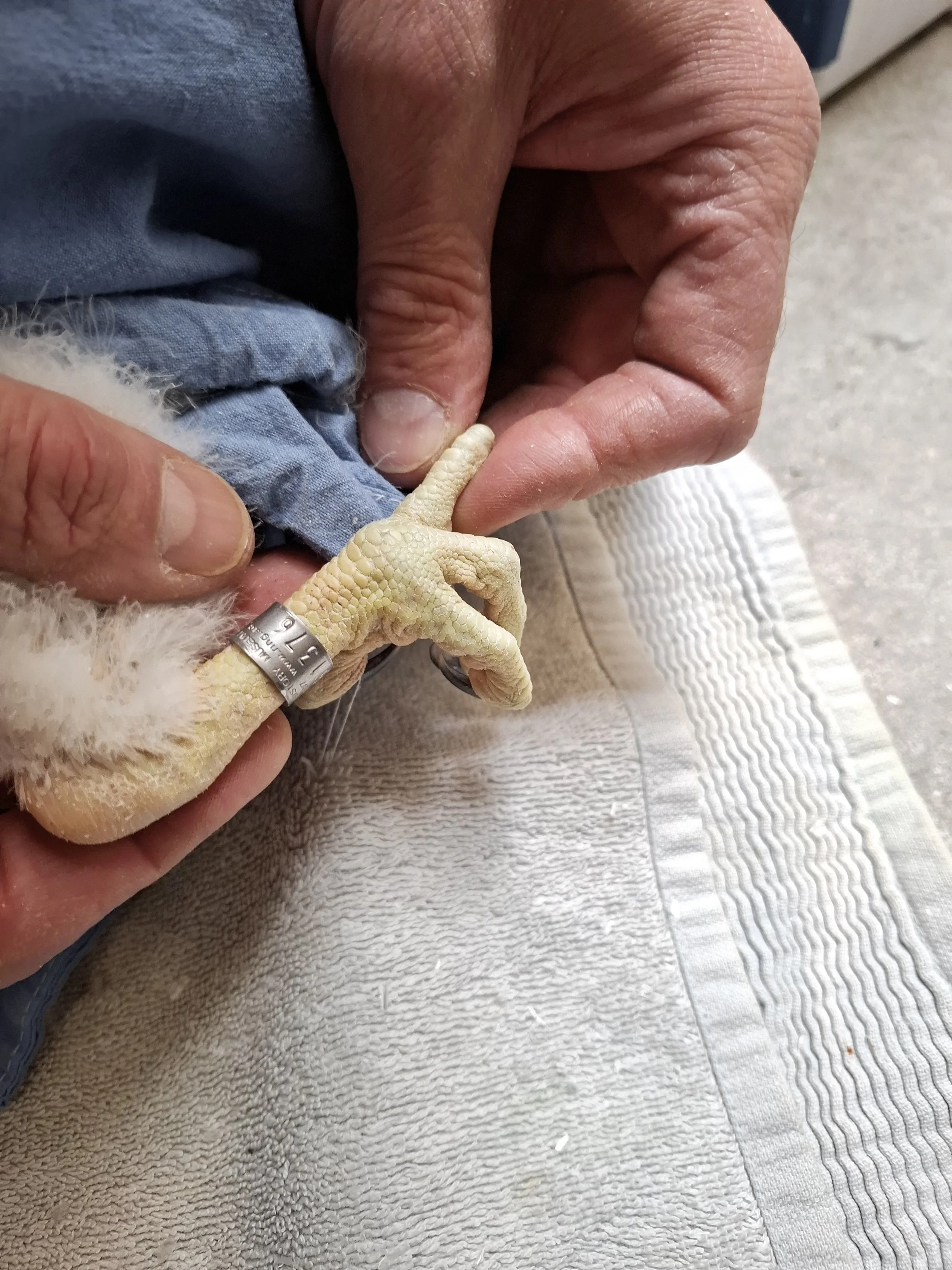 DRSG peregrine chick with ring