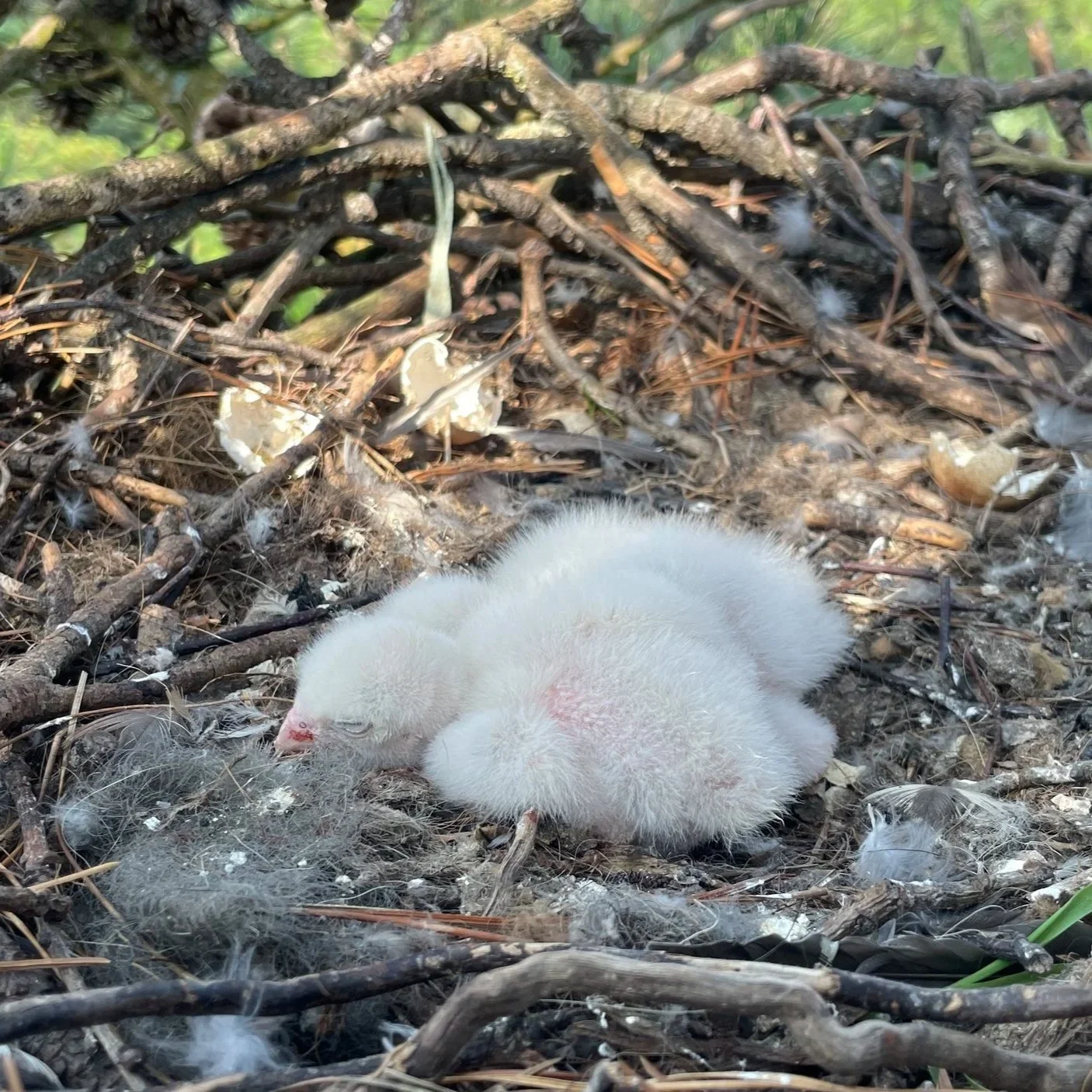 Tiny fluffy falcon chicks in a stick nest