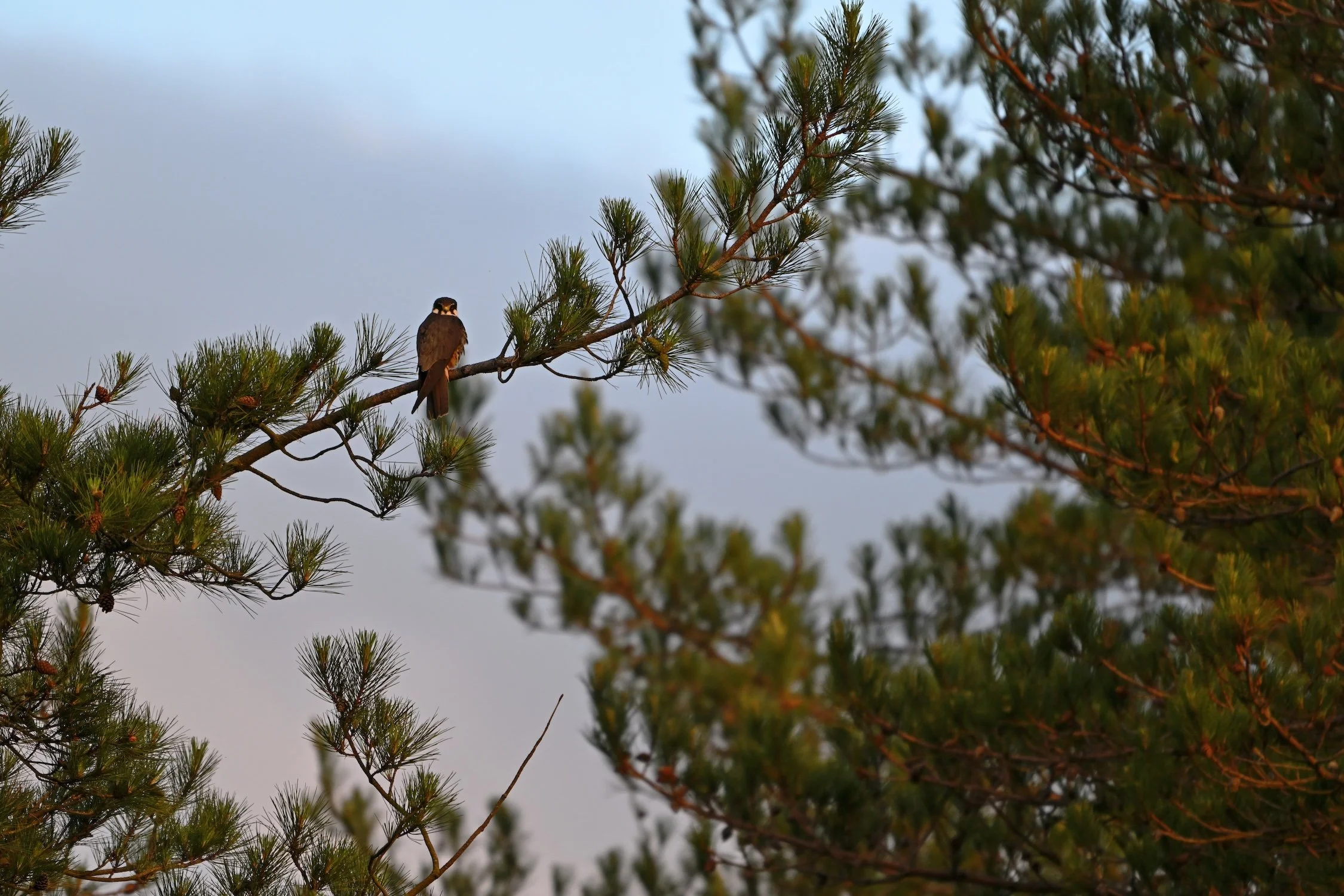 Eurasian Hobby in a pine