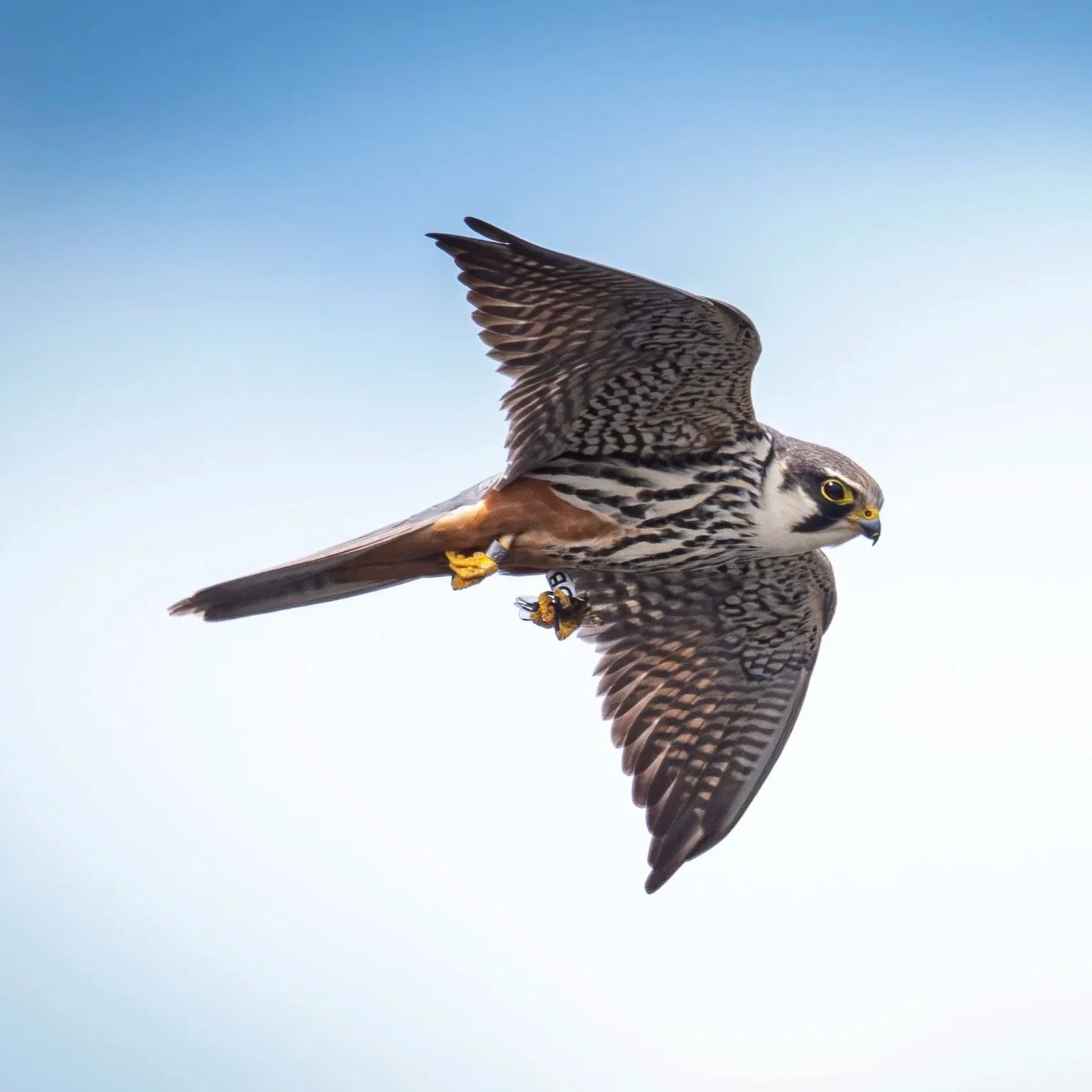Hobby in flight with colour ring