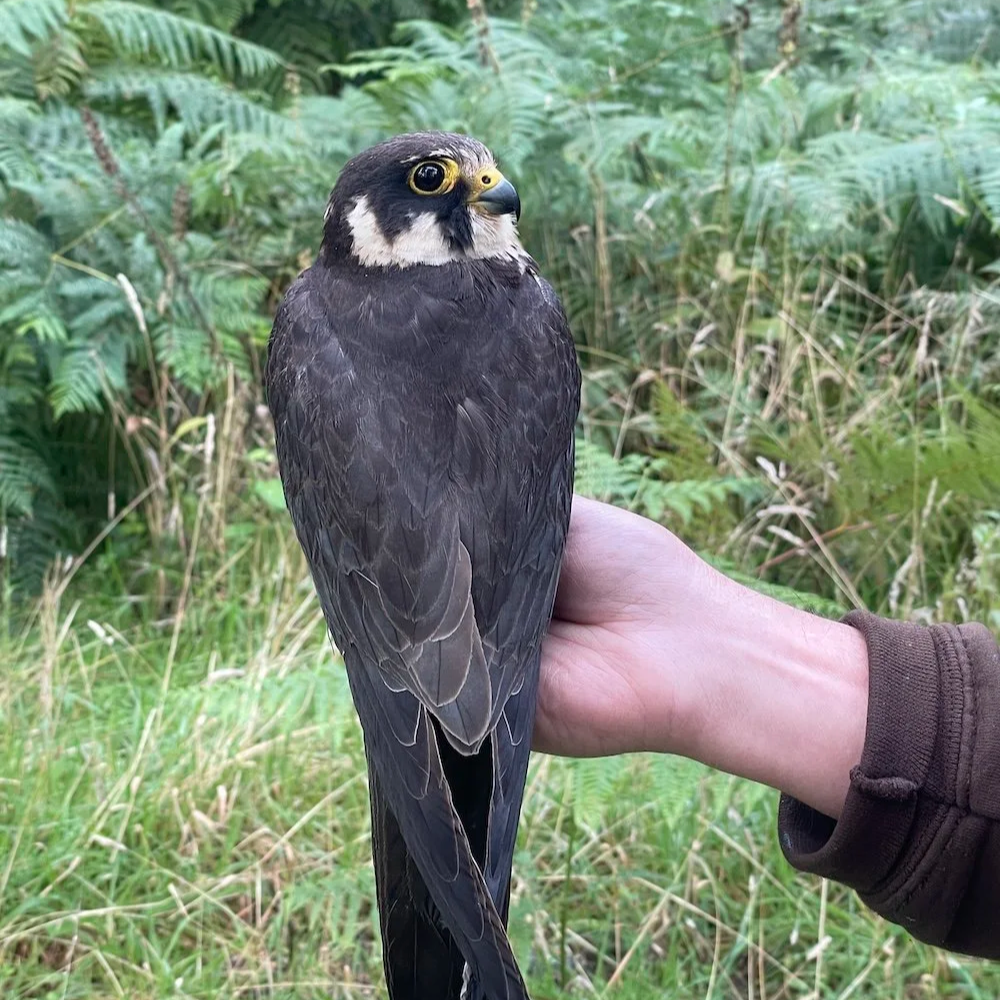 Adult female Hobby